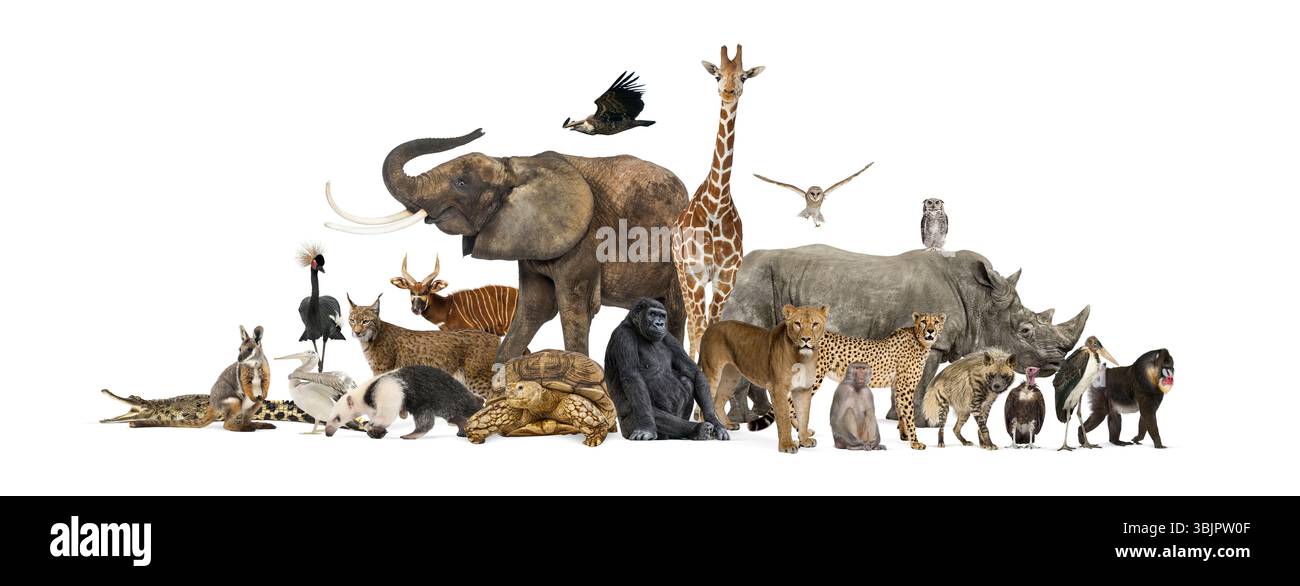 Elefant, Giraffe, Löwe, Gorilla, Nashorn, und viele andere wilde Zootiere sind in dieser horizontalen Komposition versammelt Stockfoto