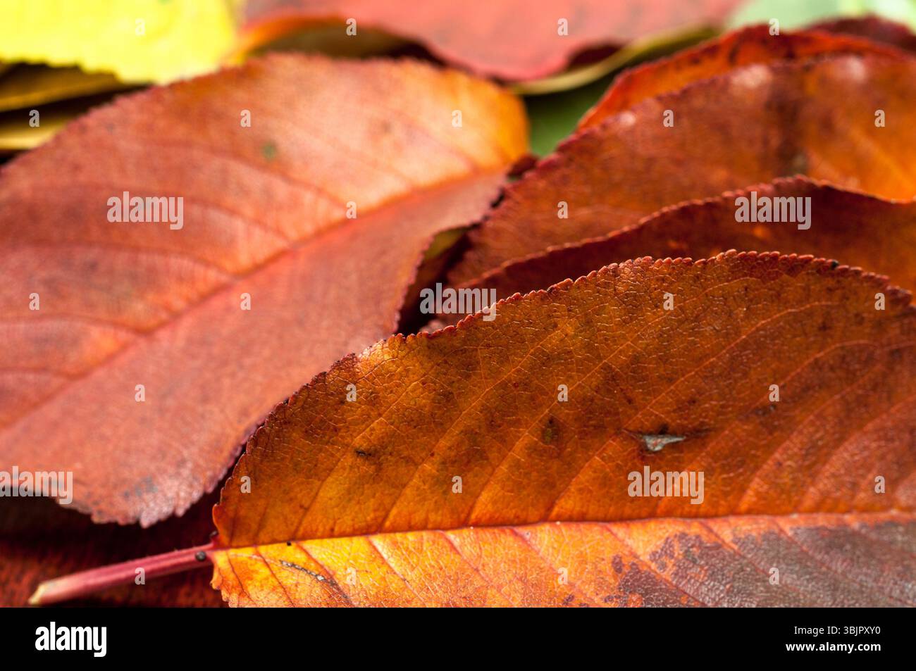 Nahaufnahme von einigen herbstlichen Blättern Stockfoto