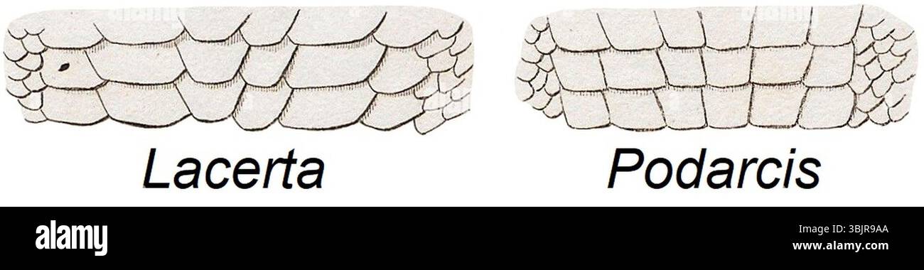 Lacerta viridis und Podarcis muralis ventrale Skalen. Stockfoto