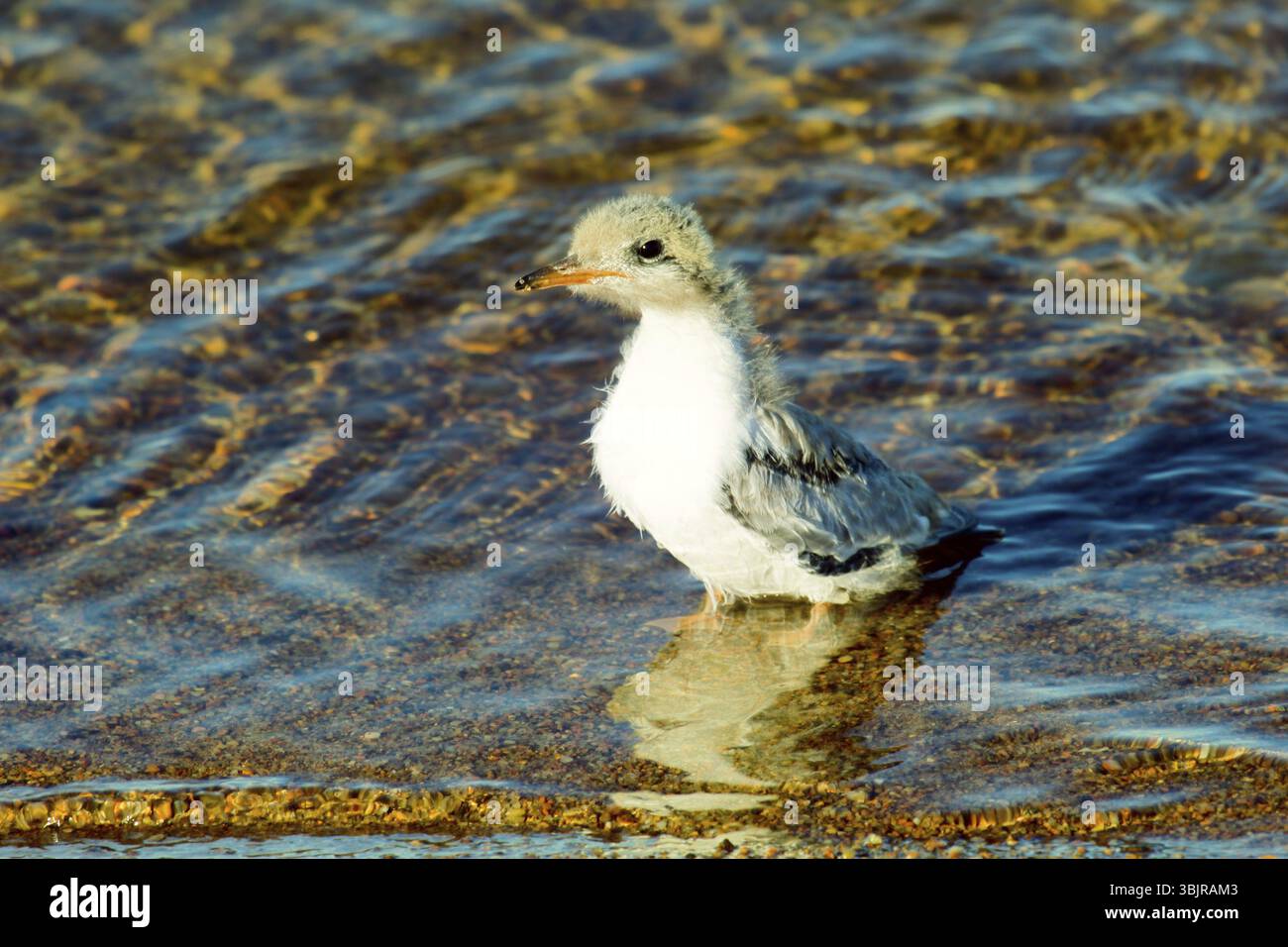 Funny furry Baby Vogel nach dem Baden, nasse Huhn. Küken von Flussseeschwalbe in verschiedenen Alter Stockfoto