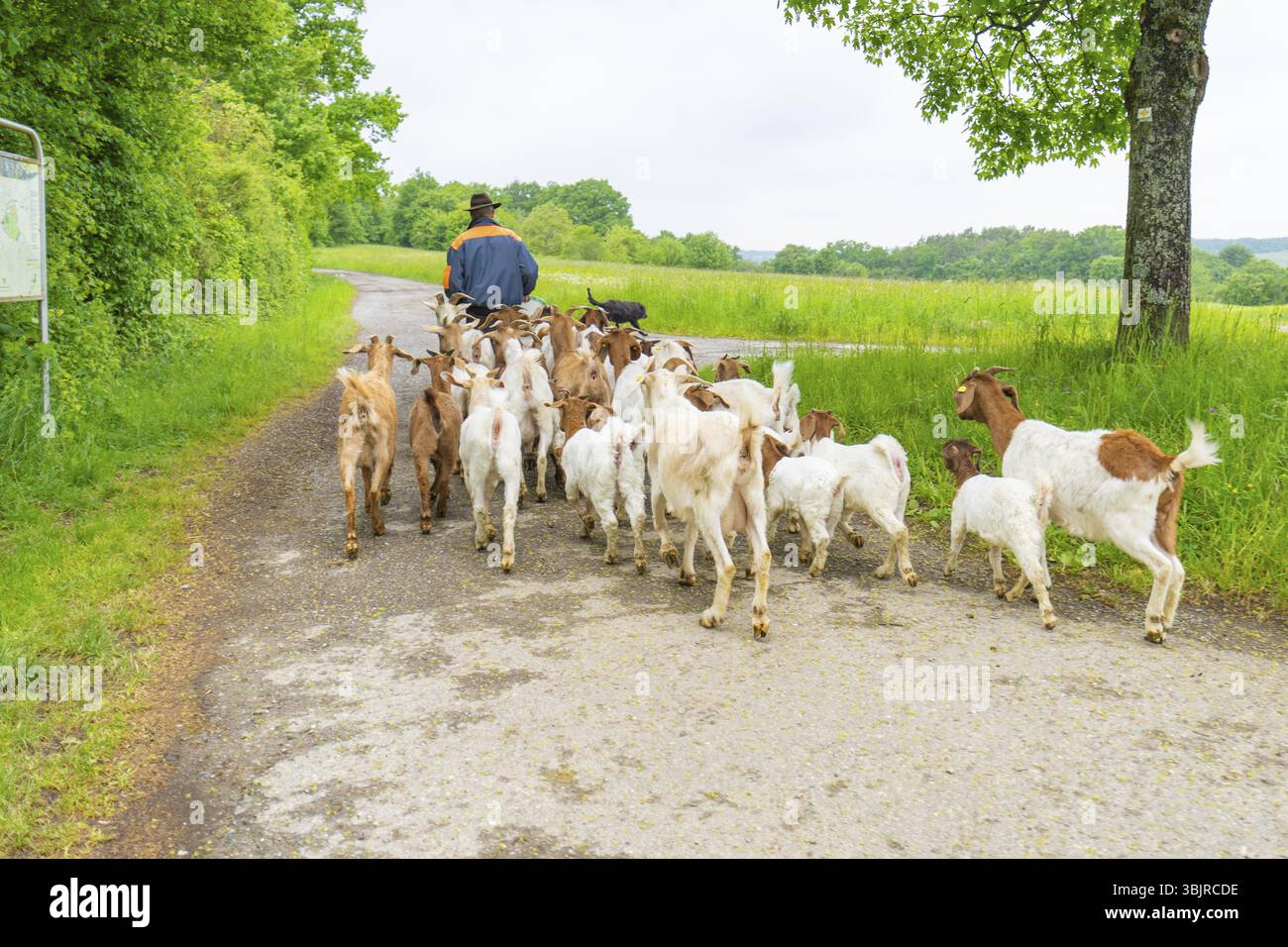 Schäferhund führt Ziegen auf einer ruhigen Landstraße durch die Landschaft, Gechinger Waldweide, Kompensationsprojekt für die Hermann-Hessener Bahn nach Stockfoto