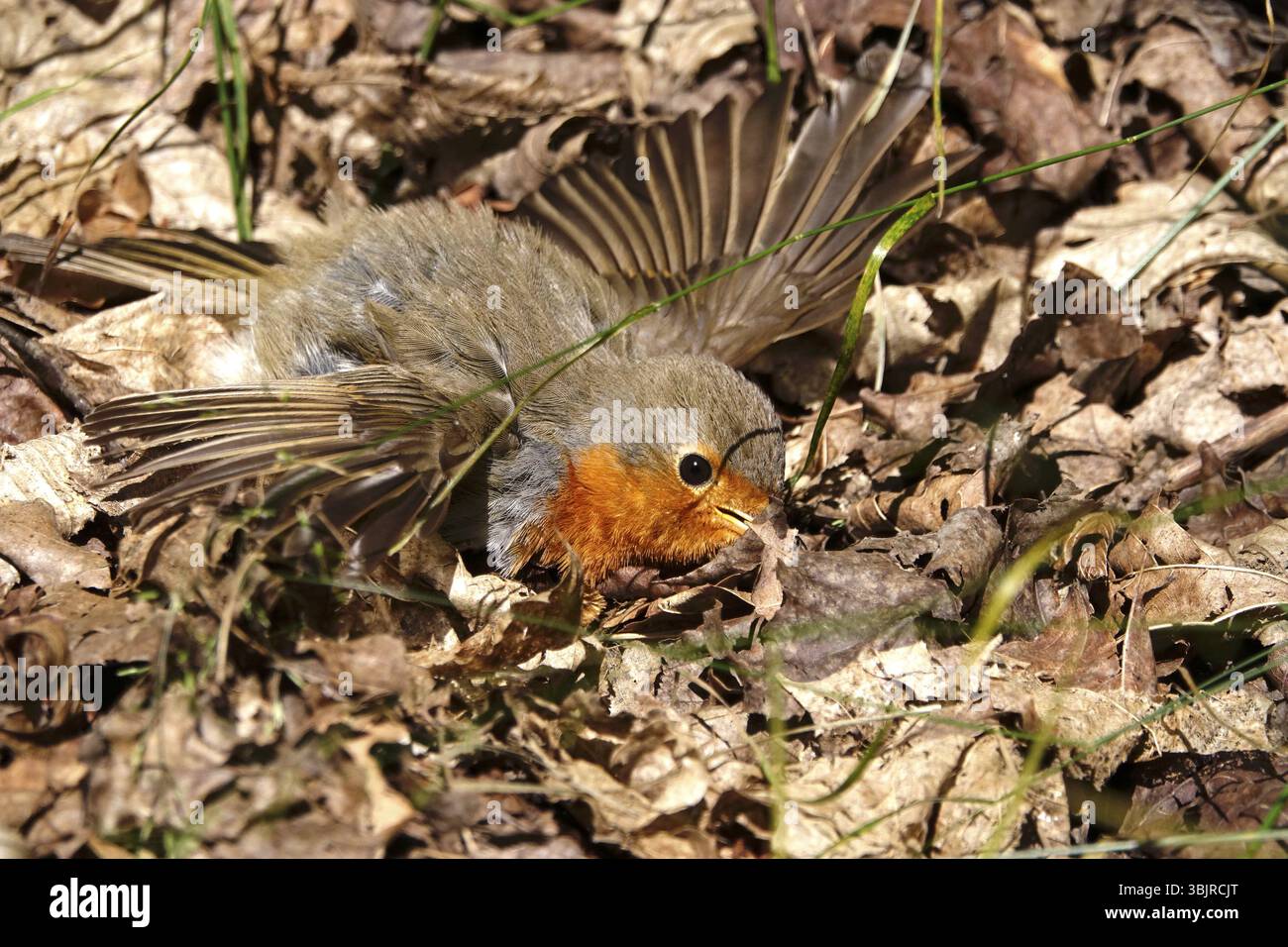 Junger robin, der ein Sandbad nimmt, Juni, Deutschland, Europa Stockfoto