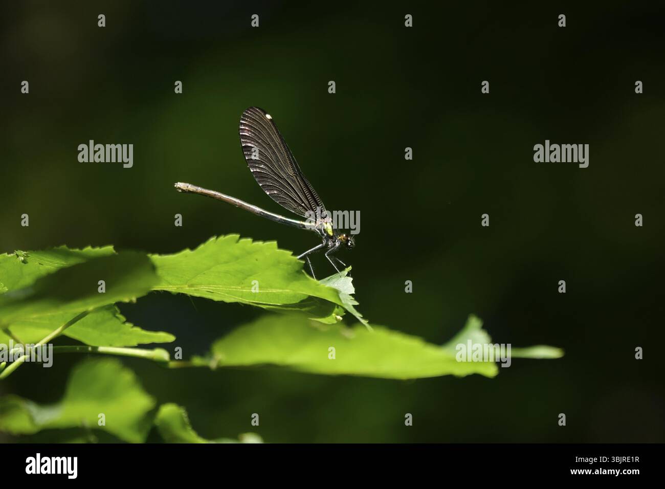 Libelle auf einem Blatt, Juni, Deutschland, Europa Stockfoto