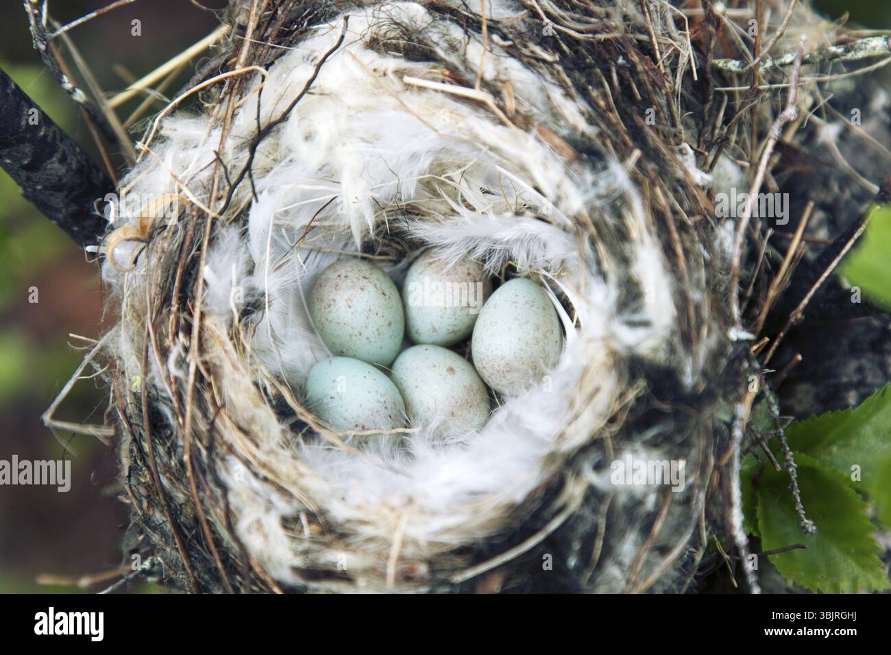 Vögel Nester guide. Gemütliche Arktis redpoll (Acanthis hornemanni) White Nest in Birke unter der Skala flechten. Die Verschachtelung ist hohl mit partrid gefüttert Stockfoto