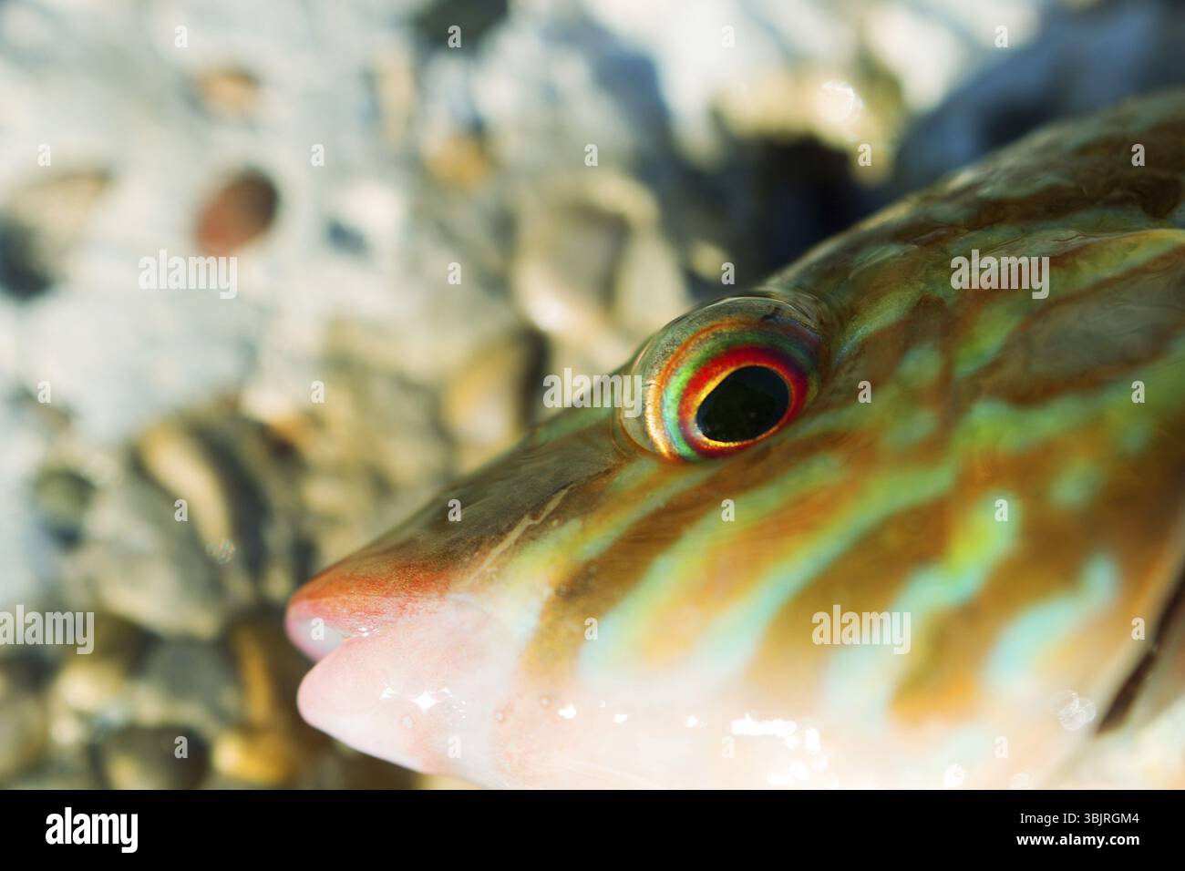 Lange gestreifte Lippfisch (Symphodus tinca, Regenbogen Fische, Labrus, ray-finned Fish) vom Schwarzen Meer (North Shore). Den Mund des Fisches. Rutschige dicks Stockfoto