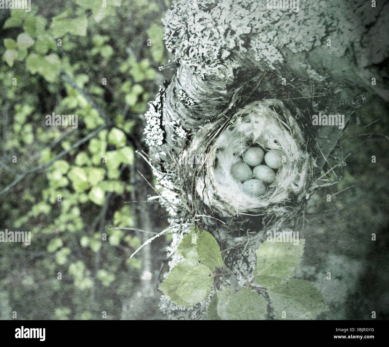 Vögel Nester guide. Gemütliche Arktis redpoll (Acanthis hornemanni) White Nest in Birke unter der Skala flechten. Die Verschachtelung ist hohl mit partrid gefüttert Stockfoto