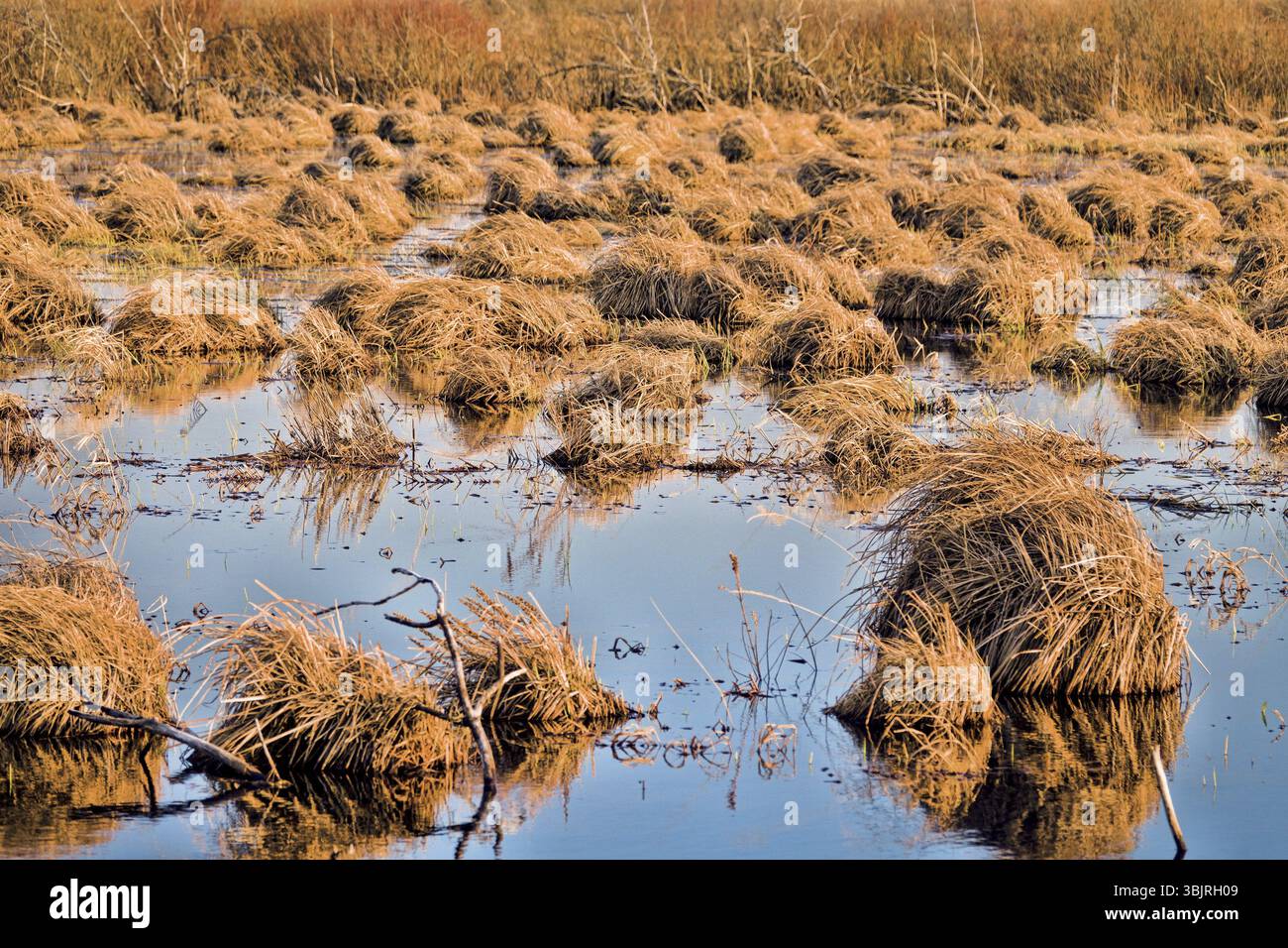 Sedge Sumpf, tussock Moor (Ort mit Hügel bedeckt) in Nordost-Europa Stockfoto