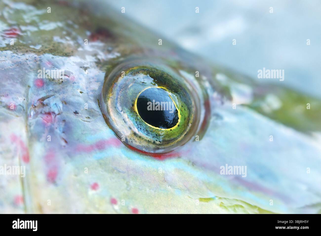 Lang gestreifte Wrasse (Symphodus tinca, Regenbogenfische, Labrus, strahlenfinsterte Fische) aus dem Schwarzen Meer (Nordufer). Die Augen und der Mund des Fisches, fishe Stockfoto