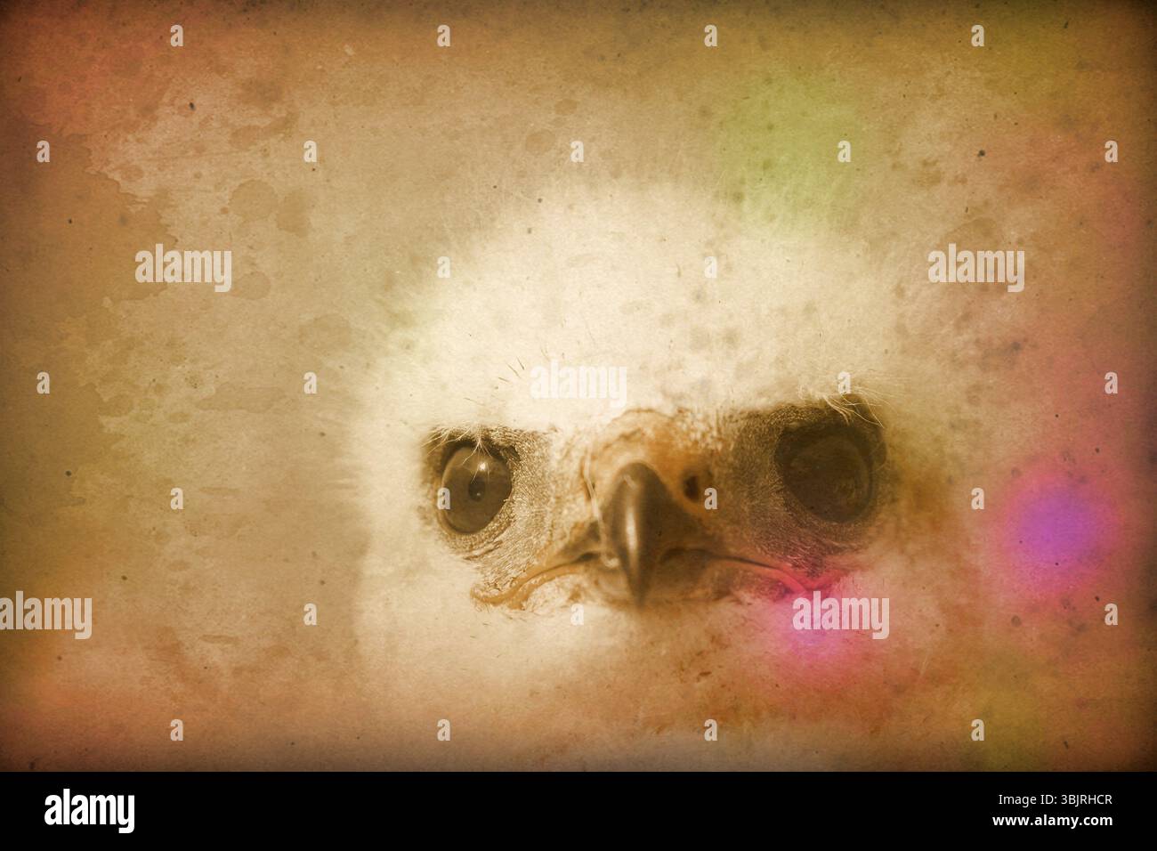 Großes Gemälde mit weißem Greifvogel (Bussard) wie Illustrationen in Büchern über die Natur und wissenschaftliche Expeditionen des 19. Jahrhunderts. Retro Stockfoto