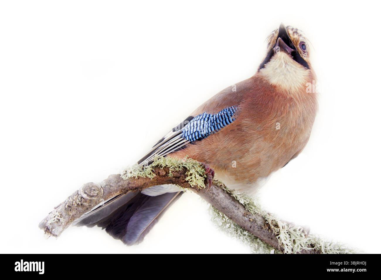 Gewöhnlicher jay (Garrulus glandarius) - Vogel auf weißem Hintergrund in verschiedenen Posen. Wald, Taiga Vögel, diebende Elster, schöner Vogel mit blauem Spiegel Stockfoto