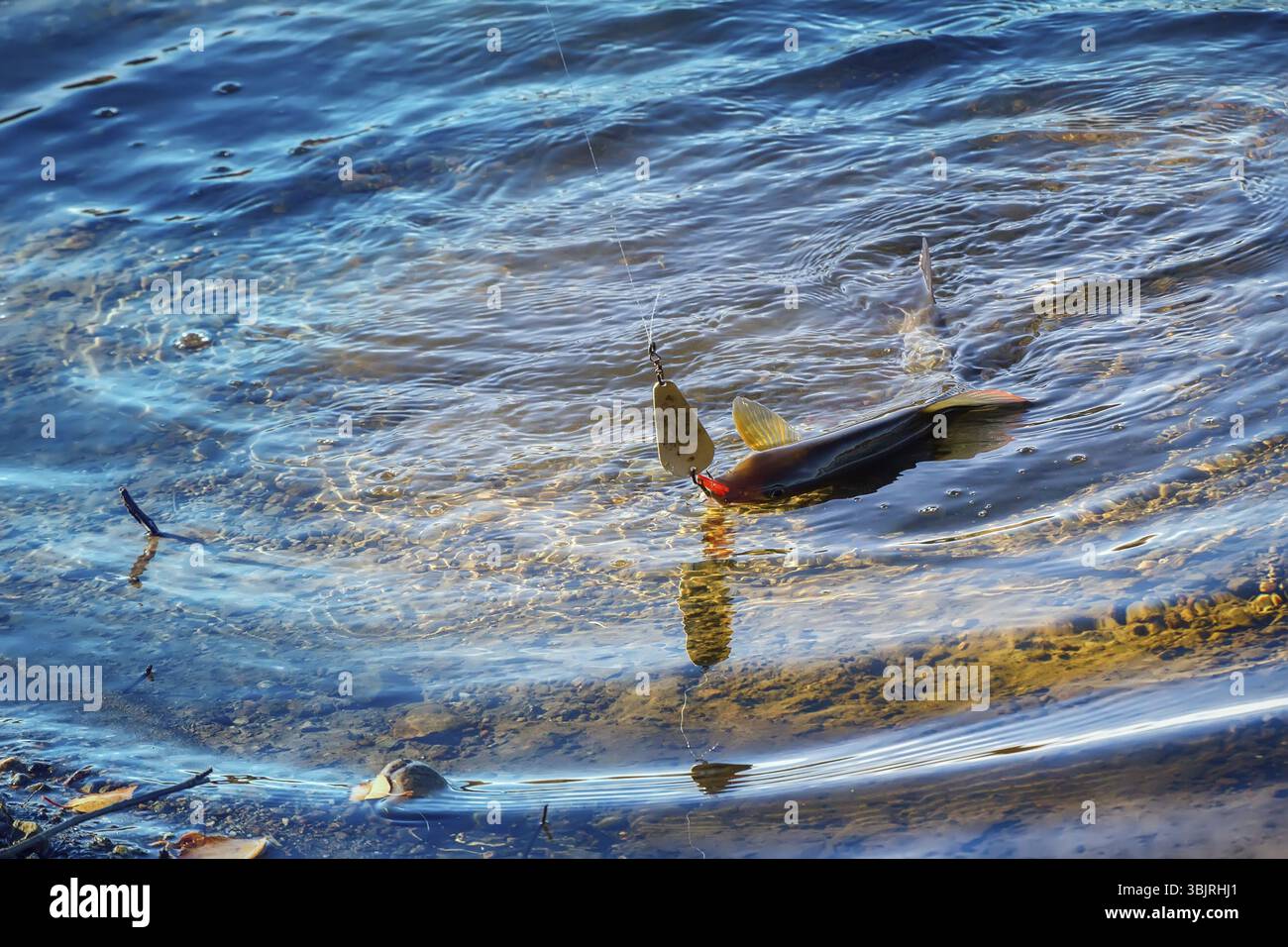 Äsche auf Köder gefangen, auf dem Hintergrund der Nördlichen Flüsse Stockfoto