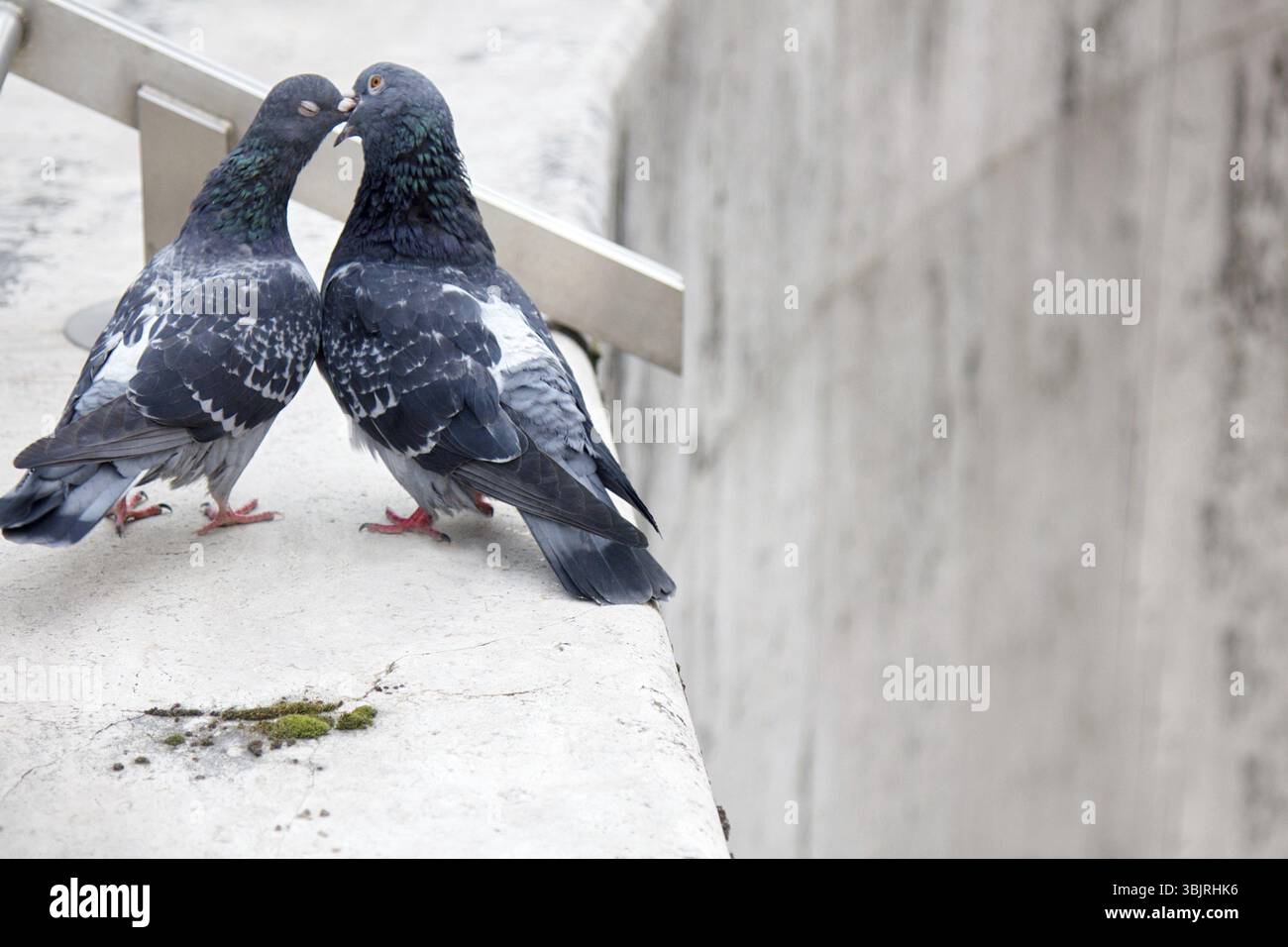 Frühling liegt in der Luft und Liebe ist überall Tauben küssen und Verpaarung. Paar einfache städtische Tauben Stockfoto