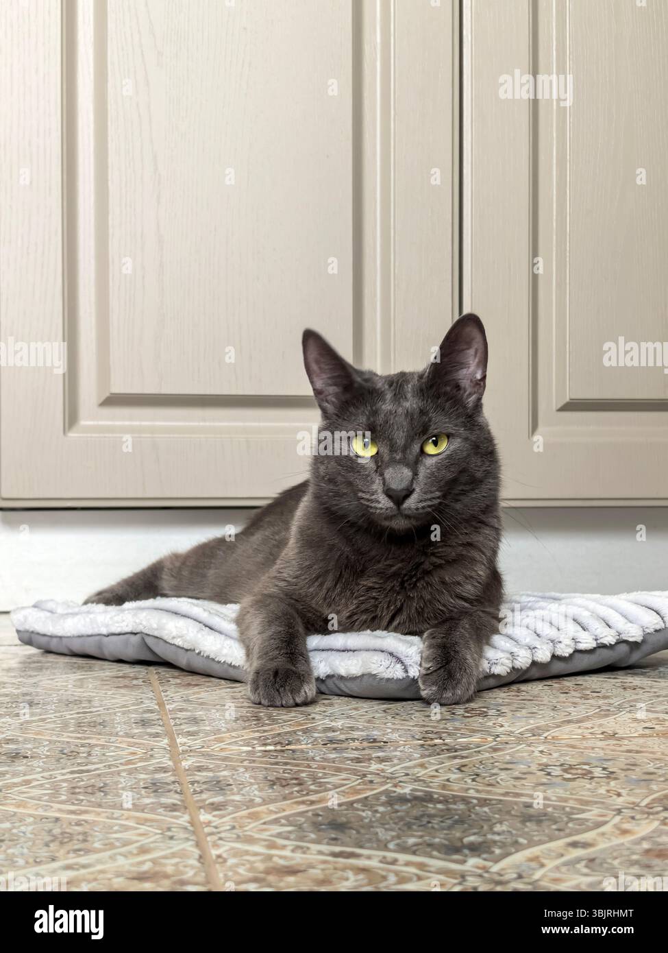 Graue Katze, die bequem auf einer weichen Matte vor einem hölzernen Schrankhintergrund liegt. Der aufmerksame Blick der Katze richtet sich auf den Betrachter. Stockfoto