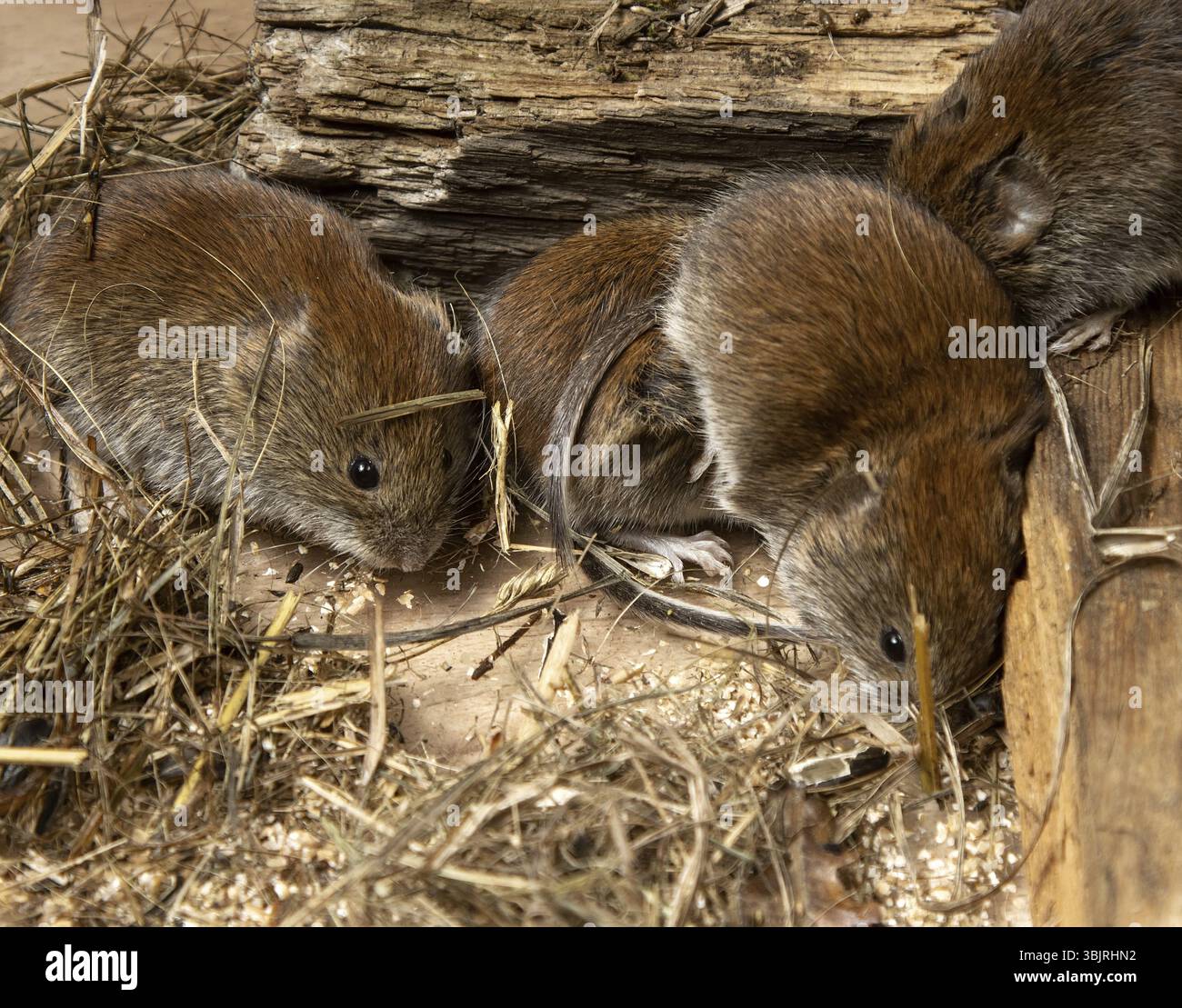Käfiggehäuse und -Verwaltung. Wilde Mäuse, die lebendig im Garten gefangen werden und in einem Terrarium leben. Gemeine Rotmaulmaus (Clethrionomys glareolus) Stockfoto
