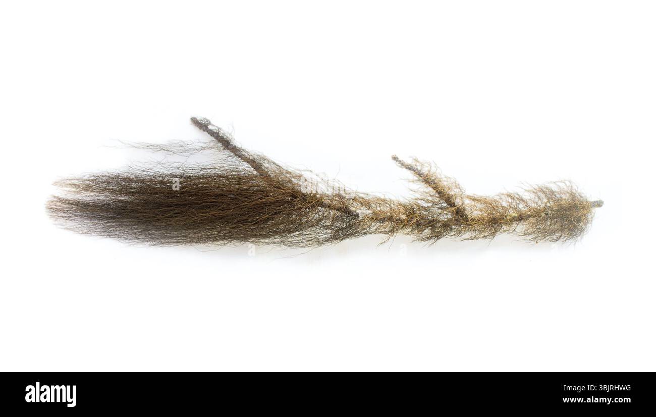 Bärtige Flechten - feines Haar wie Wald Feen. Element florale Kompositionen Stockfoto