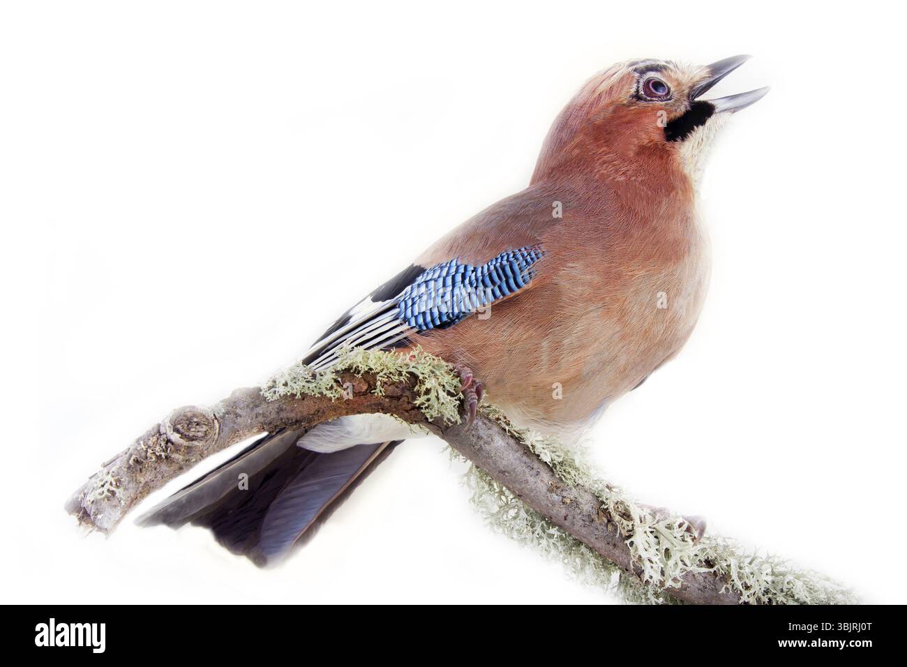 Gewöhnlicher jay (Garrulus glandarius) - Vogel auf weißem Hintergrund in verschiedenen Posen. Wald, Taiga Vögel, diebende Elster, schöner Vogel mit blauem Spiegel Stockfoto