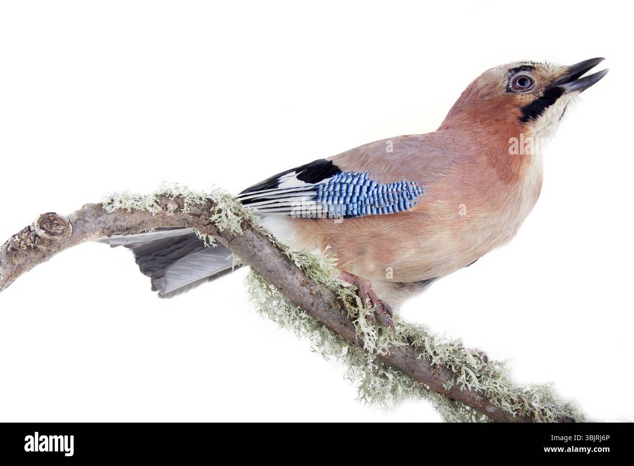 Eichelhäher (Garrulus glandarius) ist typisch Vogel der Nadelwälder. Bunte Vogel mit blauen Spiegel am Kotflügel. Vogel Portrait auf gekrümmten bemoosten Ast auf w Stockfoto