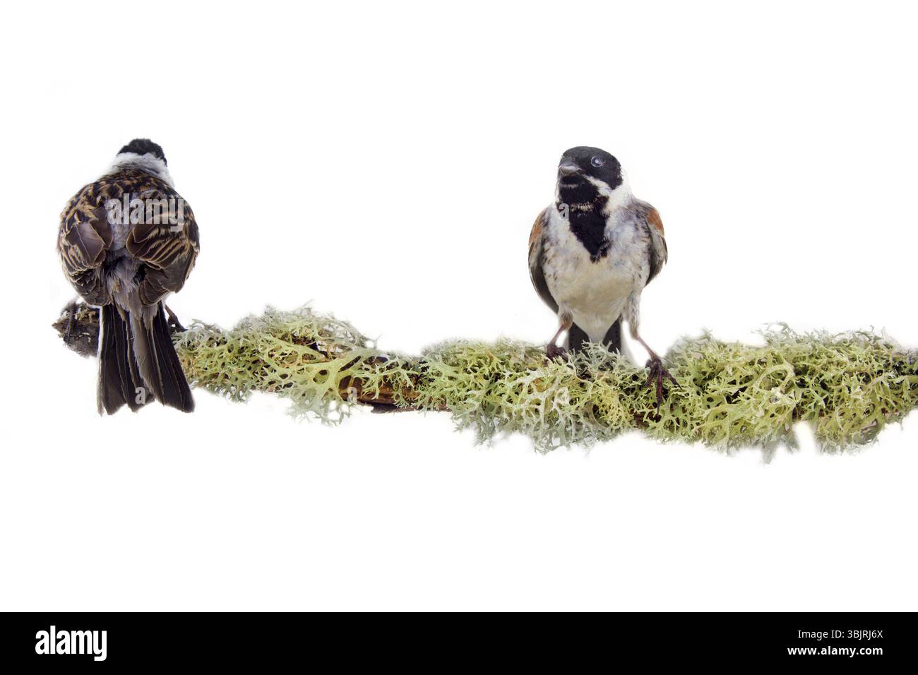 Künstlerische Komposition von zwei schönen bunten Vögel auf Zweig abgedeckt und mit gemusterten Rotwild Moss. Mönchsgrasmücke (Emberiza schoeniclus) Stockfoto