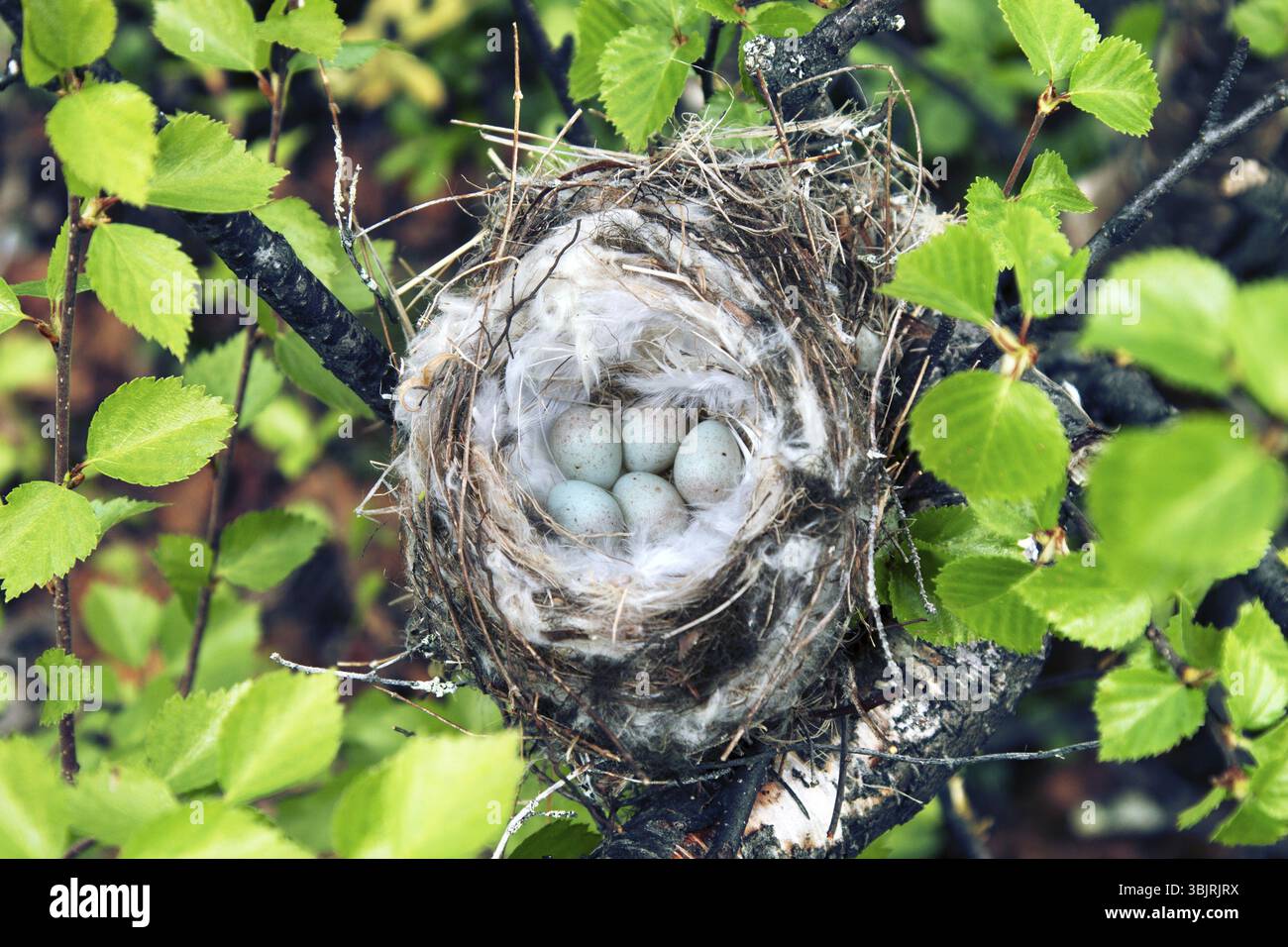 Vögel Nester guide. Gemütliche Arktis redpoll (Acanthis hornemanni) White Nest in Birke unter der Skala flechten. Die Verschachtelung ist hohl mit partrid gefüttert Stockfoto