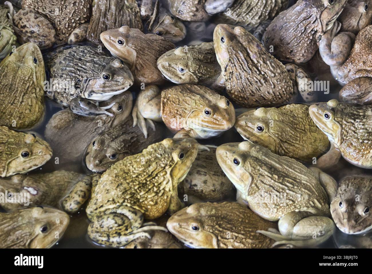 Chinesischer Bullfrog (Hoplobachus rugulosus) - Diese Frösche werden in Südostasien künstlich für die Nahrung gezüchtet. Thailändischer Markt. So genannte Feuchtmärkte Stockfoto