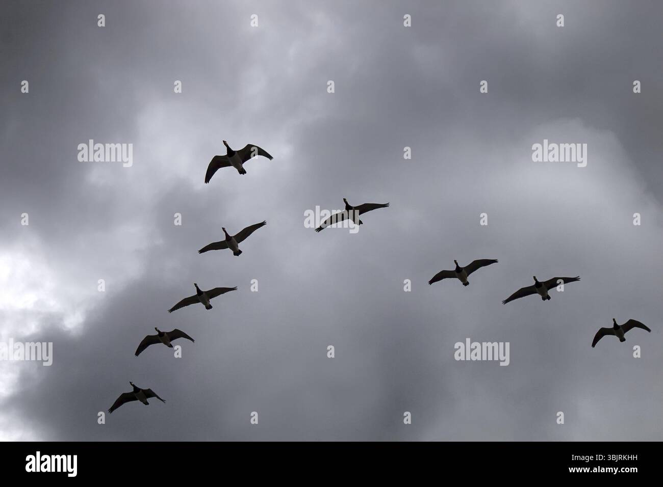 Gabriel Hounds. Phänologie Herbst des Lebens. Nonnengans fliegen südwärts Wedge Pack (Strang) und traurigen Schreie, Gänse Traurigkeit zu Herzen bringen. Bewölkt regnerischen Himmel Stockfoto