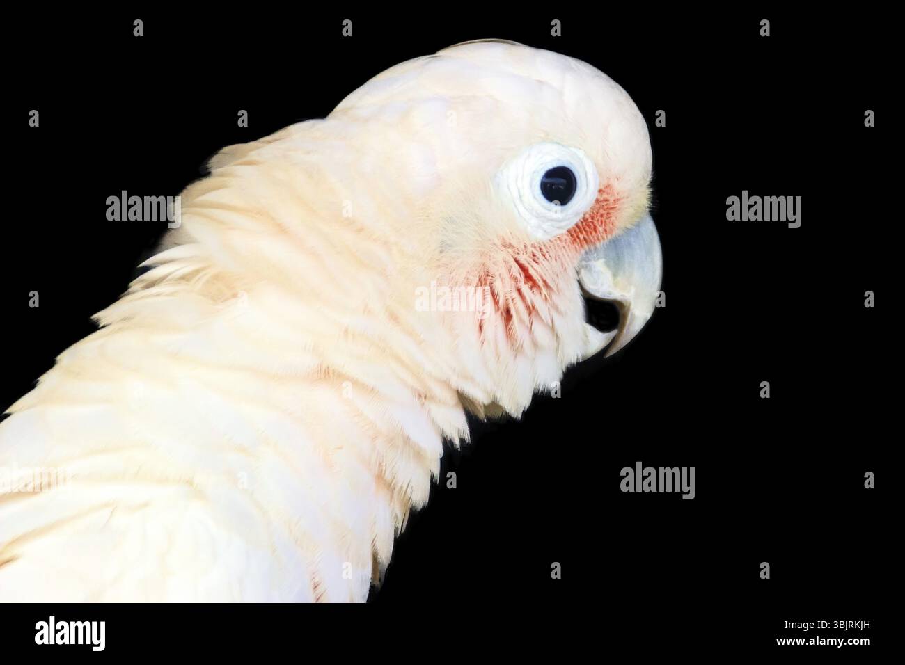 Großer Schwefelkakadu (Cacatua galerita) - Porträt eines weißen Vogels auf schwarzem Hintergrund Stockfoto