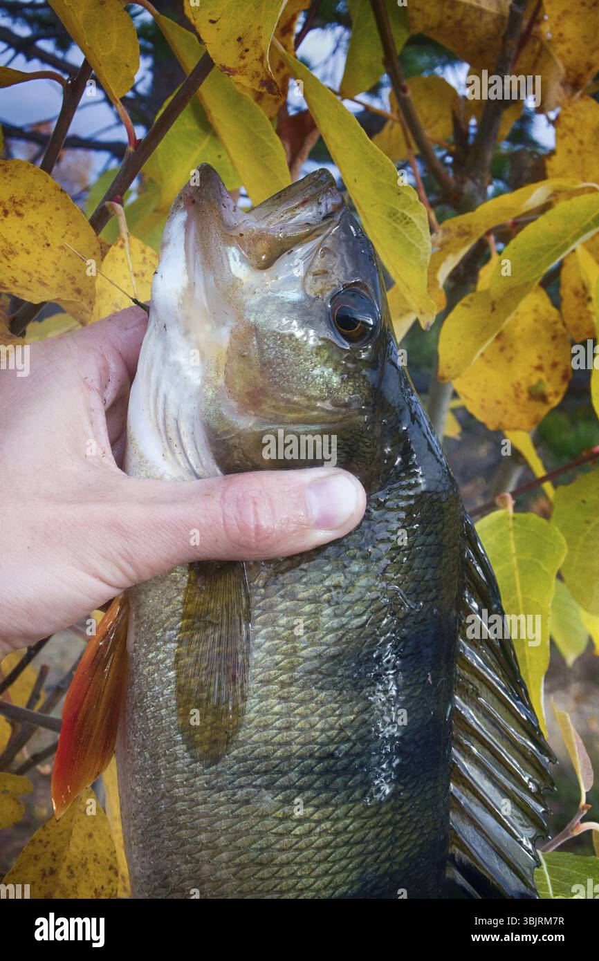 Gutes Spinning-Angeln auf den nördlichen Flüssen. Große Barschfische in Händen, Fang von Fischern Stockfoto