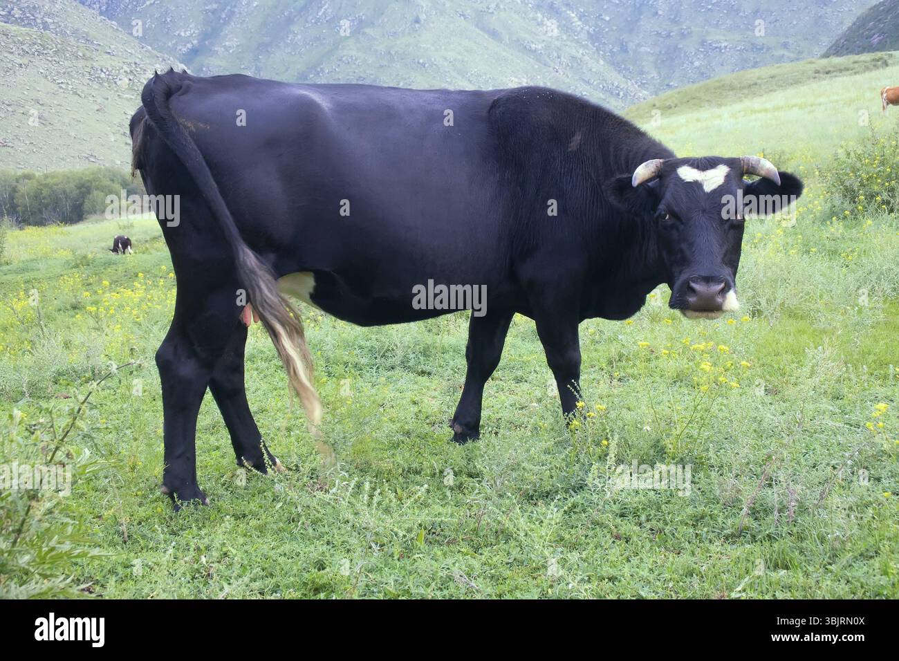 Viehzucht. Junge Kuh (Kalb) auf Bergwiesen des Altai Stockfoto