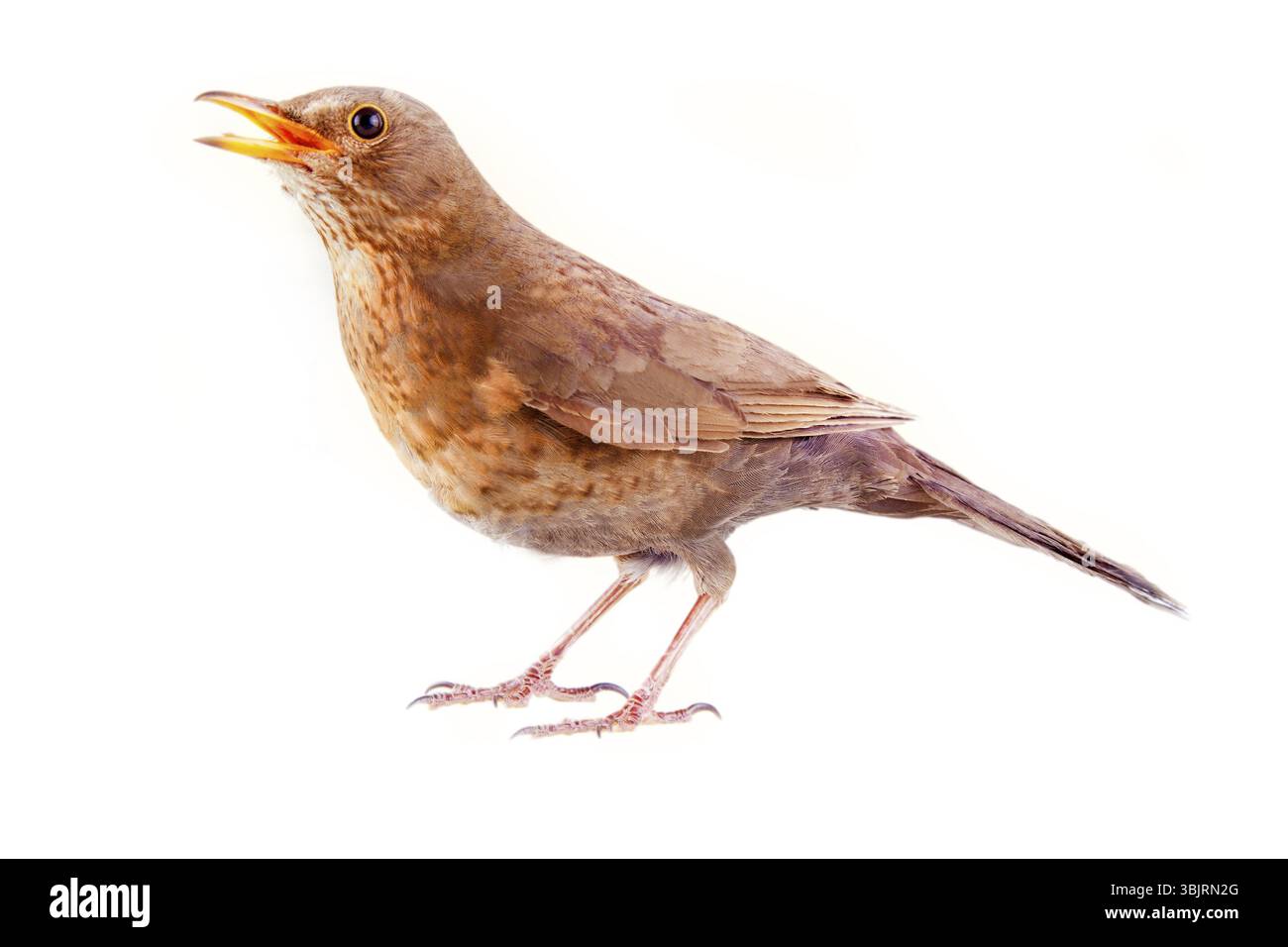 Amsel (Turdus merula, weiblich) ist einer der besten Sänger und eines der wichtigsten Objekte der Jagd in Frankreich, Italien, Spanien, Griechenland. Le ballet de la Merlaison Stockfoto