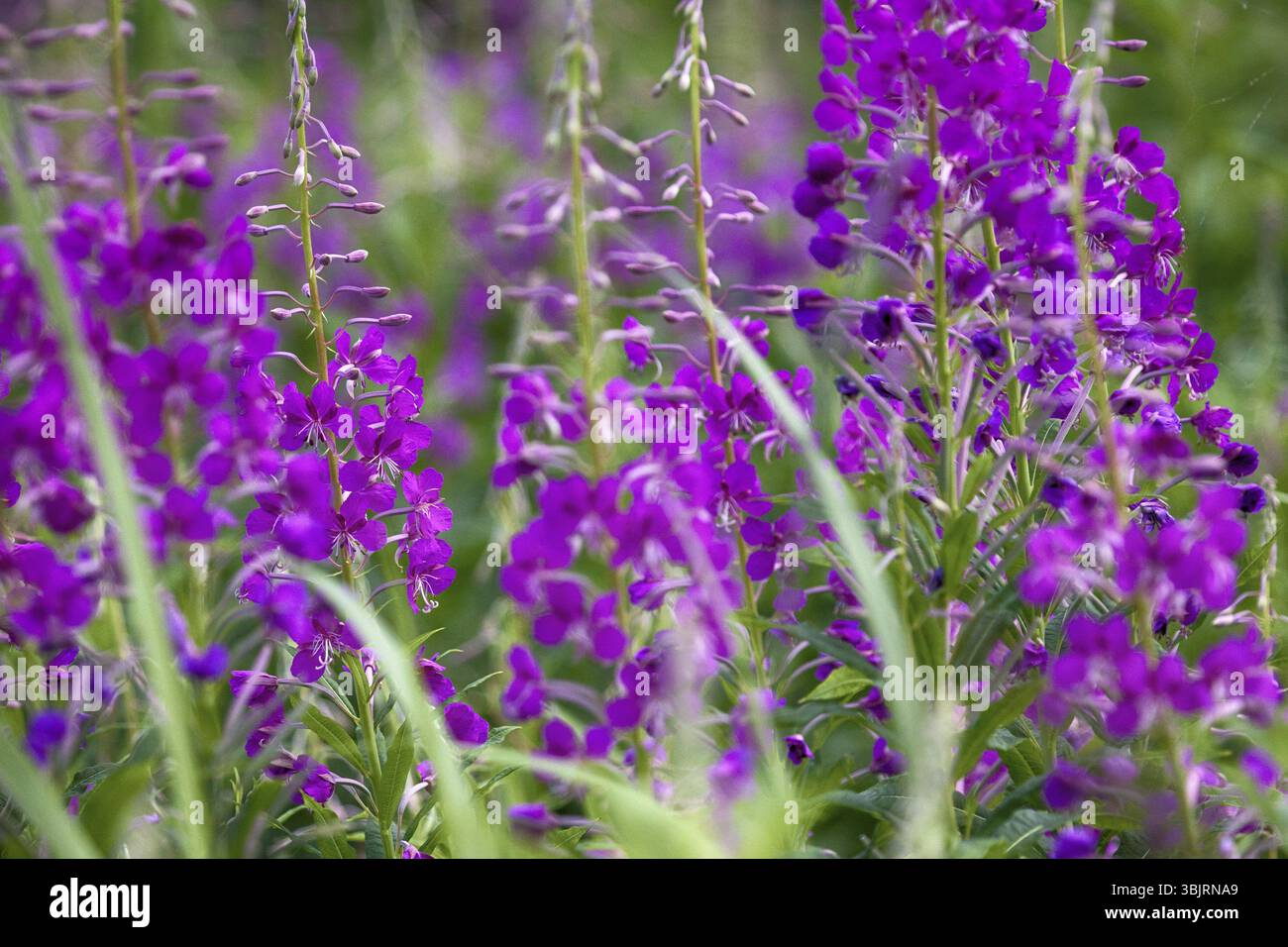 Französische Willow (Epilobium angustifolium) als rosa Visitenkarte des gesamten Europäischen Sommer, lichte Wälder Stockfoto Französische Willow (Epilobium angustifolium) als rosa Visitenkarte des gesamten Europäischen Sommer, lichte Wälder Stockfoto