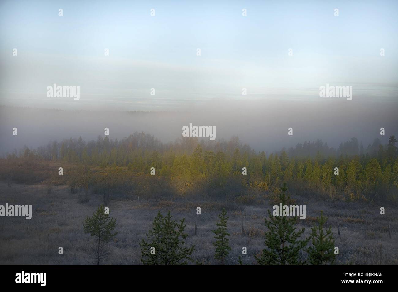 Spaziergang im Herbst Woods, fallen. Traurig die Schönheit des Herbstes: Nebel, gelbes Laub, letzten warmen, Heide Stockfoto
