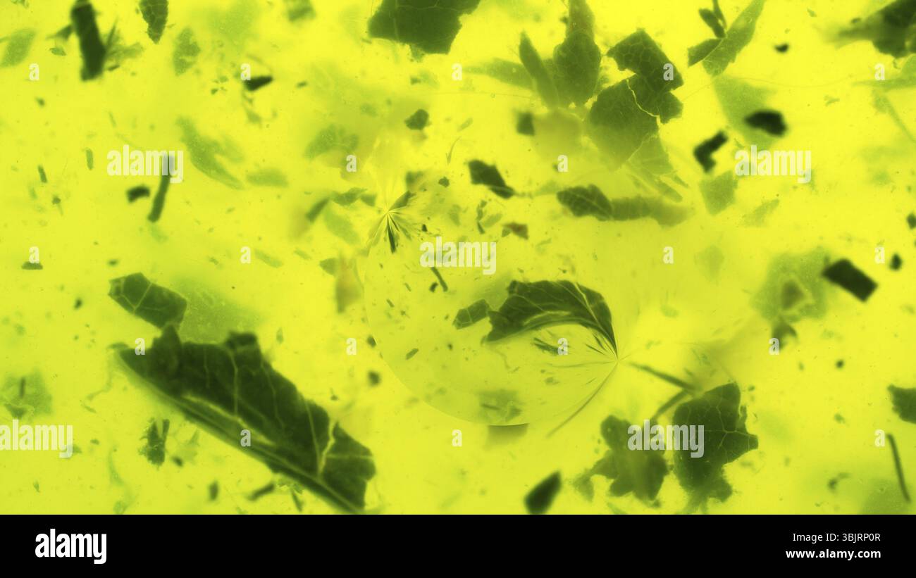Farbe des Lebens grünen Hintergrund. Fragmente von Vegetation, Gärung anregende Stoffe, fermentierte Brühe. Chlorophyll - reiche Objekt und Energie als b Stockfoto