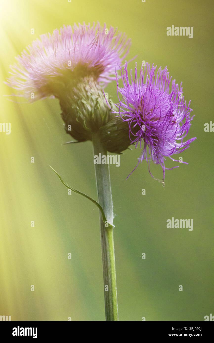 Sow-Thistle rosa Blume in der Sonne - Kanada Thistle (Cirsium arvense) - persistente Unkraut Stockfoto