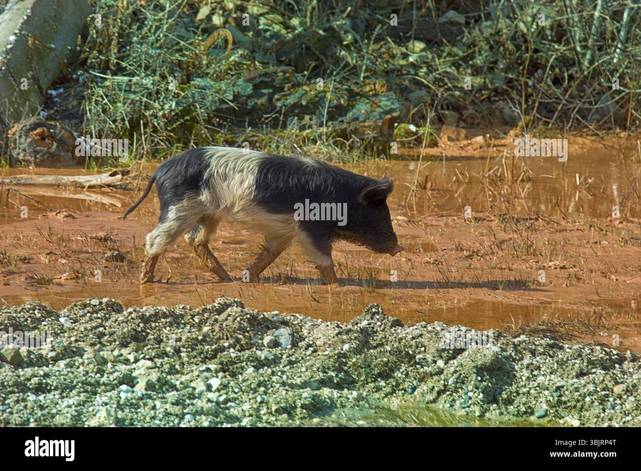 In Pfütze schön und groß Sie immer glücklich Schwein. Hausschweine sind frei - Leben im Kaukasus und in vielen Ländern Asiens Stockfoto