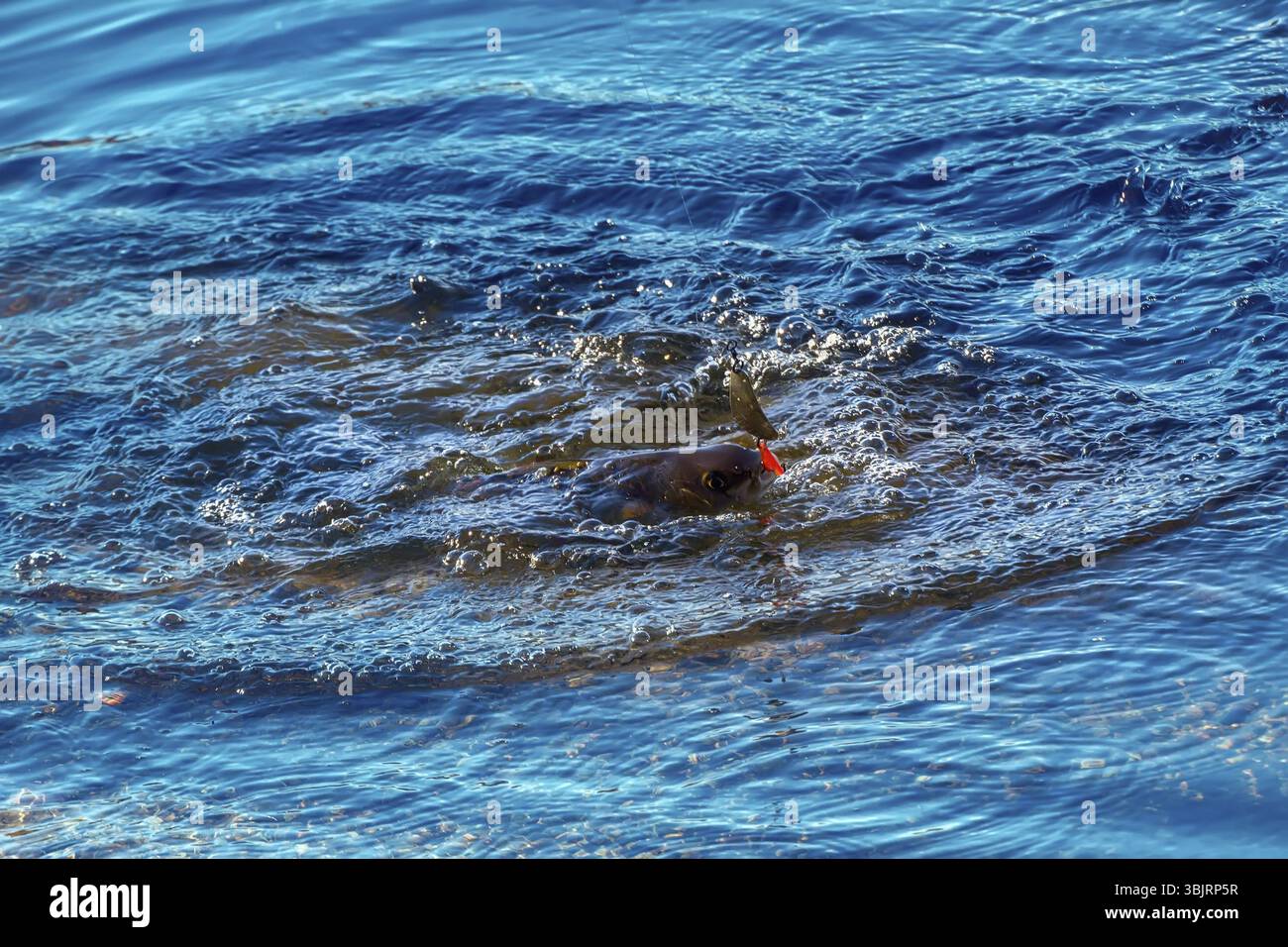 Äsche auf Köder gefangen, auf dem Hintergrund der Nördlichen Flüsse Stockfoto