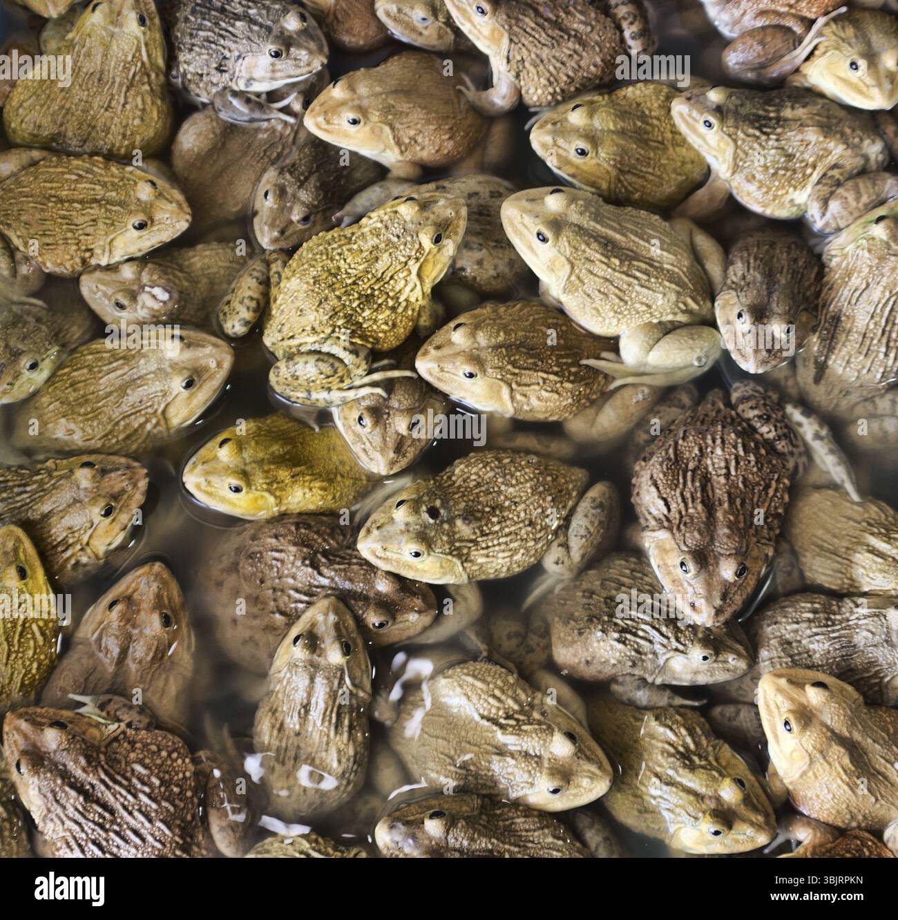 Chinesischer Bullfrog (Hoplobachus rugulosus) - Diese Frösche werden in Südostasien künstlich für die Nahrung gezüchtet. Thailändischer Markt. So genannte Feuchtmärkte Stockfoto