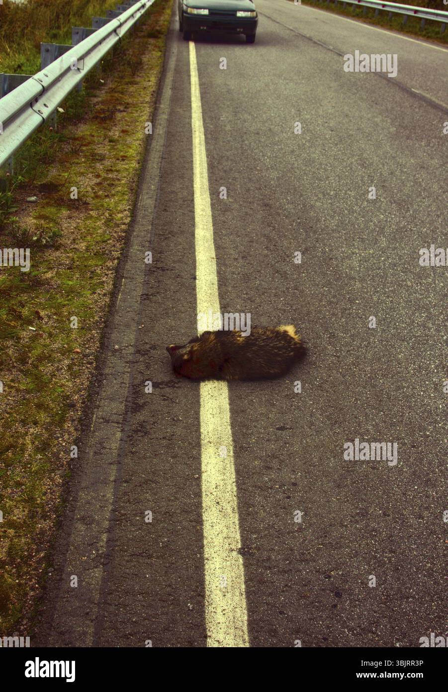 Das Grinsen des Todes. Diese Racoon Hund (Nyctereutes procyonoides) wurde auf der Autobahn von einem Auto angefahren. Auto als Ursache des Todes der verschiedenen Arten von Tieren Stockfoto