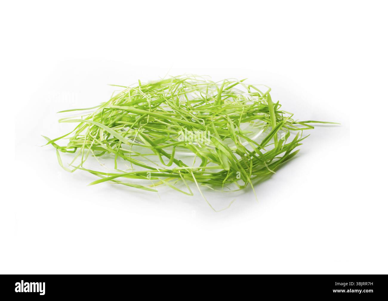 Hellgrünes Gras auf weißem Hintergrund Stockfoto