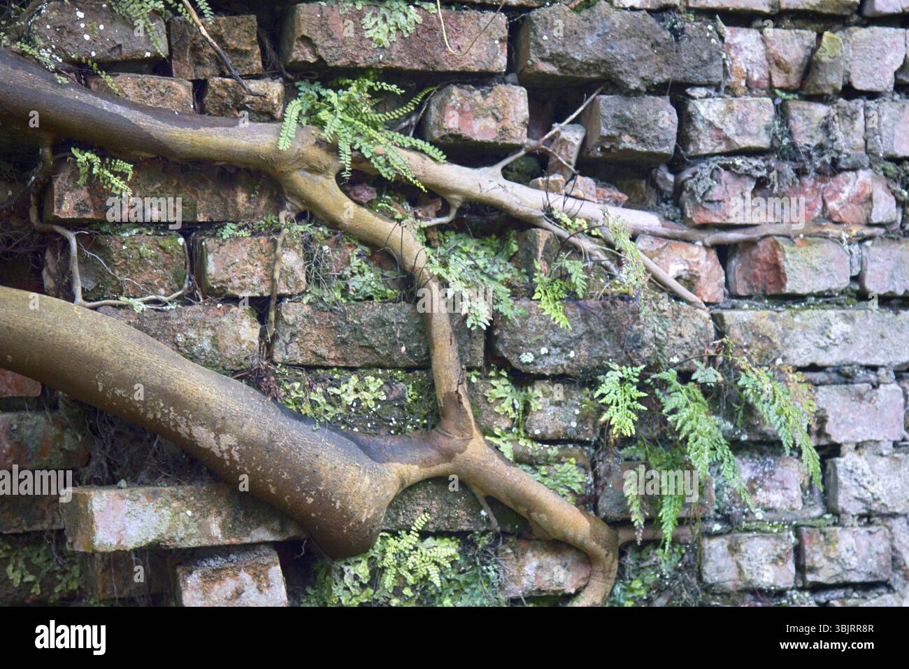 Ausdauer und Kraft des Lebens Konzept. Leistungsstarke tropischen Pflanzen. Baum wuchs aus Mauerwerk in feuchten Subtropen (Kolchis), Laubwälder. Anlage - m Stockfoto