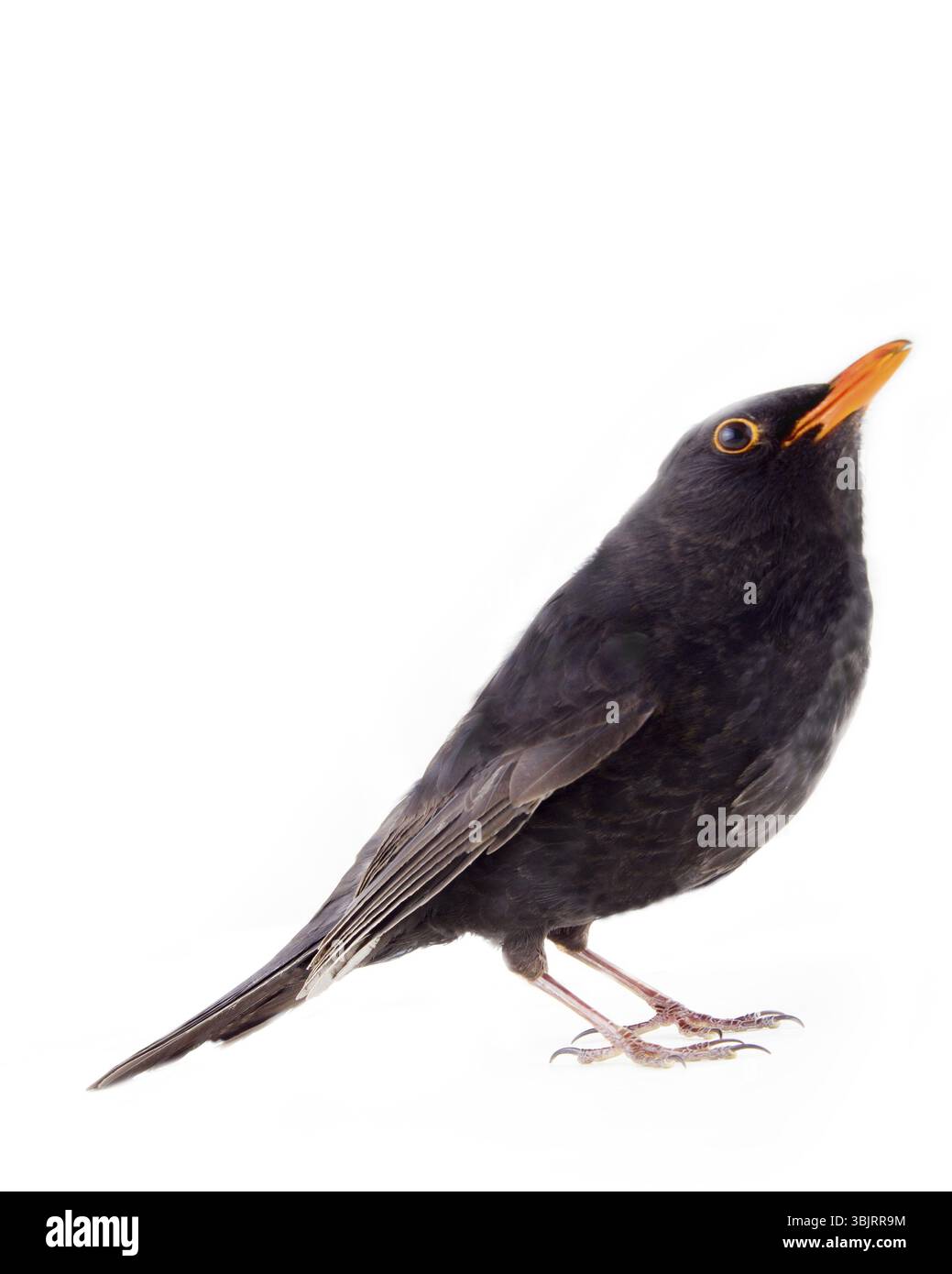 Amsel (Turdus merula, männlich) ist einer der besten Sänger und eines der wichtigsten Objekte der Jagd in Frankreich, Italien, Spanien, Griechenland. Le ballet de la Merlaison. Stockfoto
