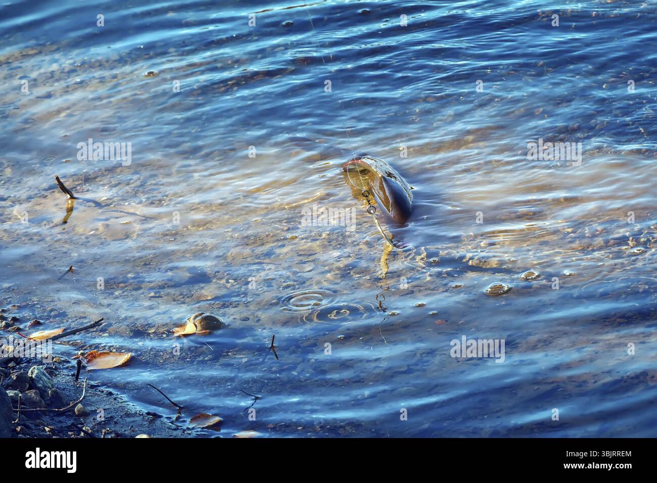 Äsche auf Köder gefangen, auf dem Hintergrund der Nördlichen Flüsse Stockfoto