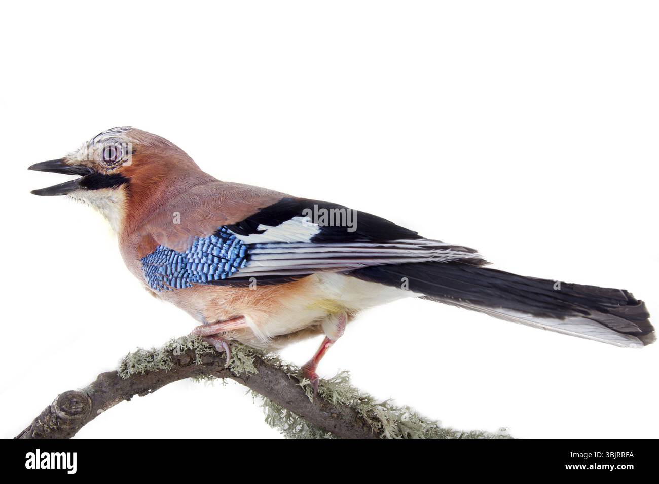 Eichelhäher (Garrulus glandarius) ist typisch Vogel der Nadelwälder. Bunte Vogel mit blauen Spiegel am Kotflügel. Vogel Portrait auf gekrümmten bemoosten Ast auf w Stockfoto