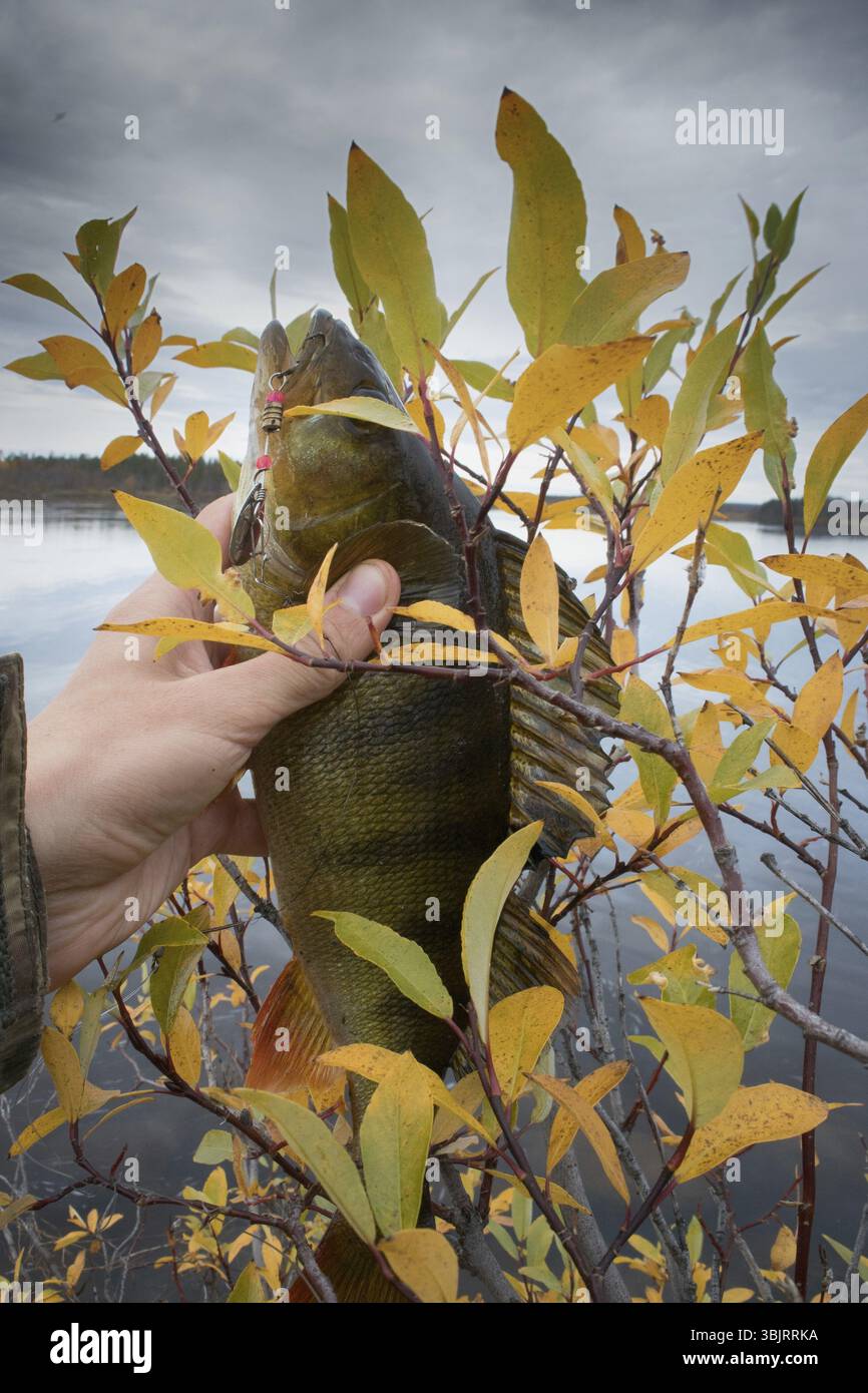 Gute Angeln auf den nördlichen Flüssen, gefangener Barsch. Große Barschfische in den Händen, Fang von Fischern, Fischfang, Herbstfischen. Bass auf dem Hintergrund von Gelb Stockfoto