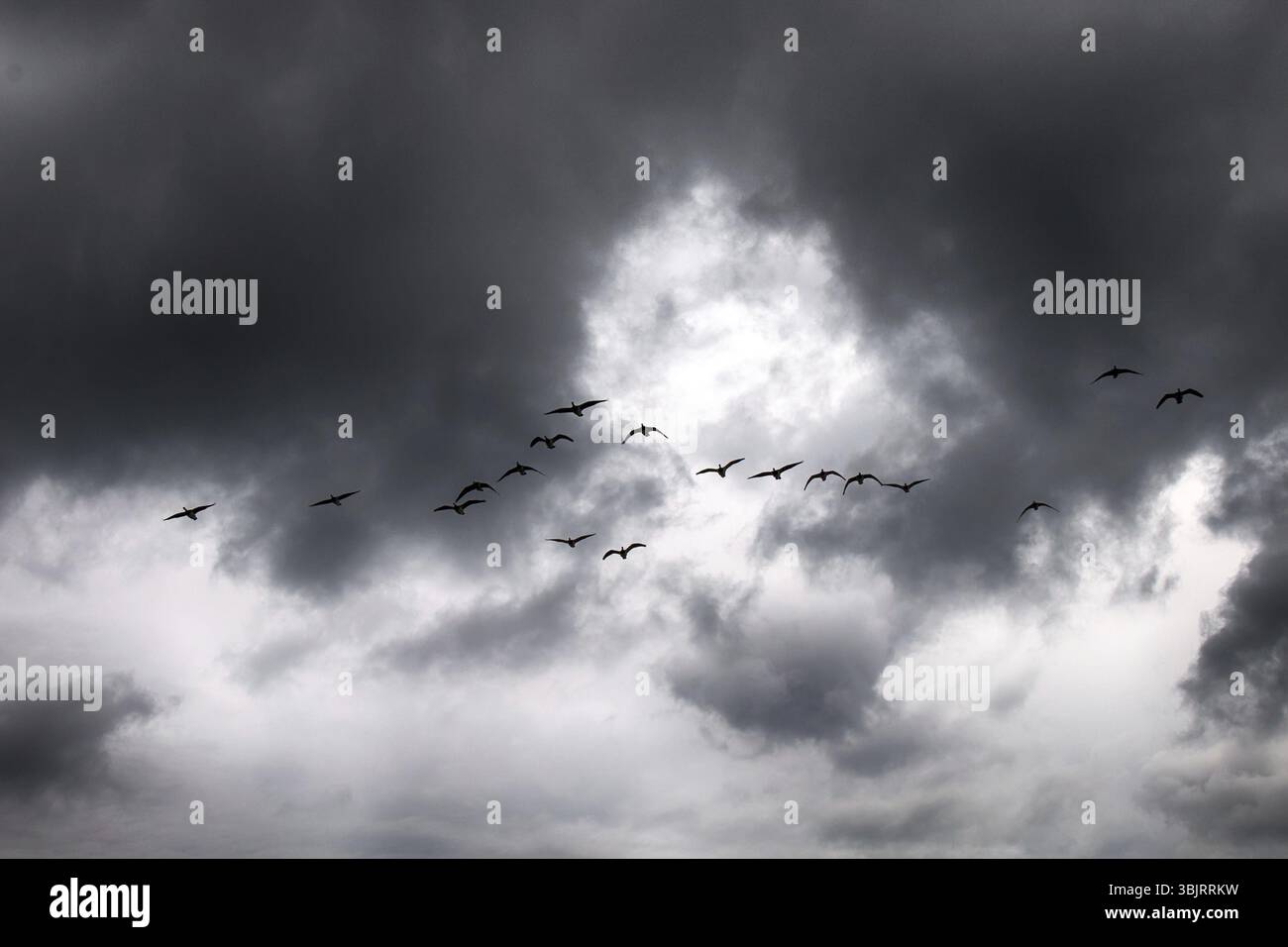 Gabriels Hunde. Zur Phänologie des Herbstlebens. Barnacle Gänsefliege South Wedge Pack (Knäuel) und traurige Schreie, Gänse bringen Traurigkeit ins Herz Stockfoto