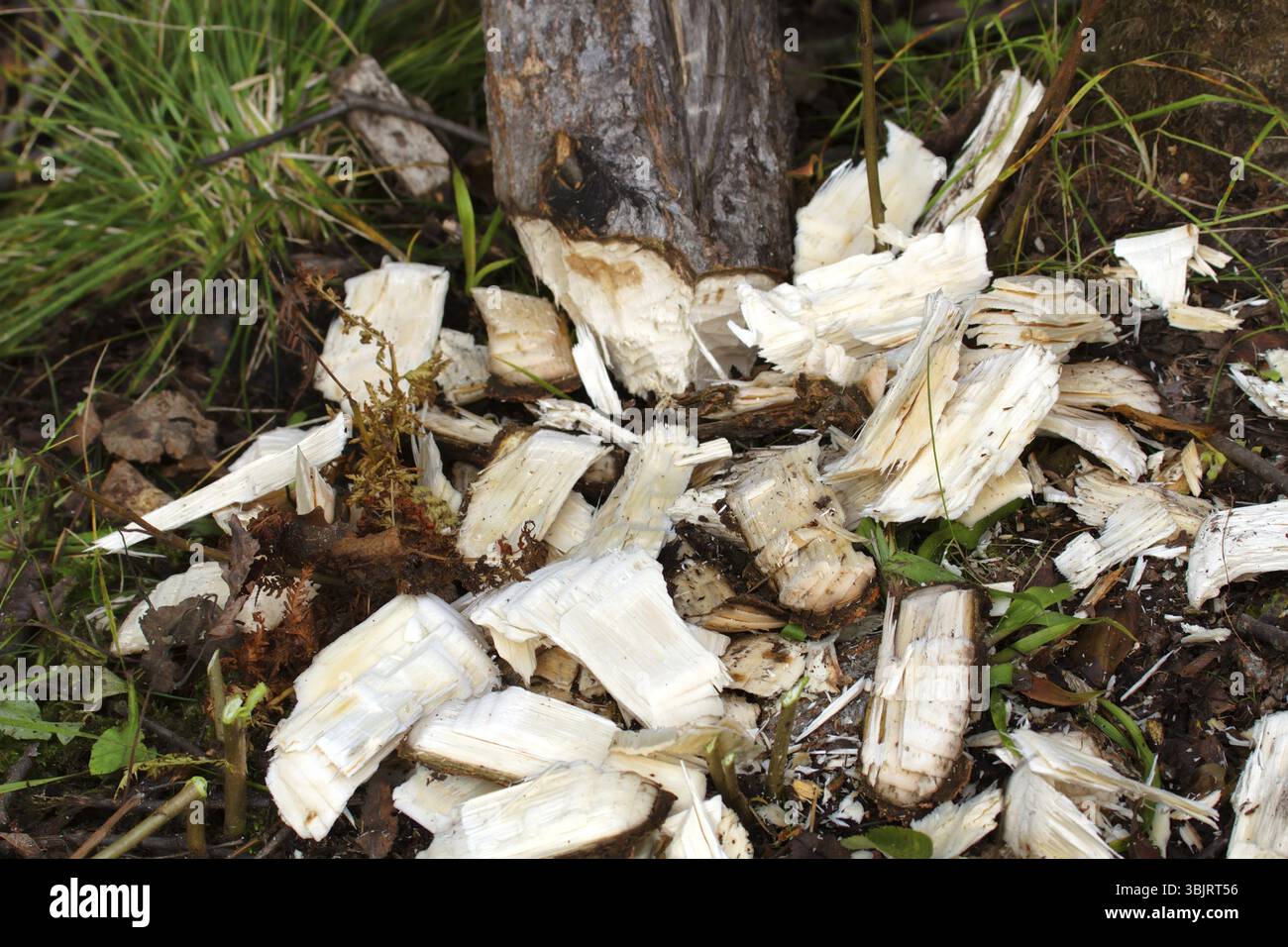 Ein Aspenstumpf, der von Bibern gestapelt wird. So werden in fünf Minuten alte Biberfähle, die Zubereitung von Lebensmitteln, der Bau von Hütten und Dämmen. Unten finden Sie die wichtigsten c Stockfoto