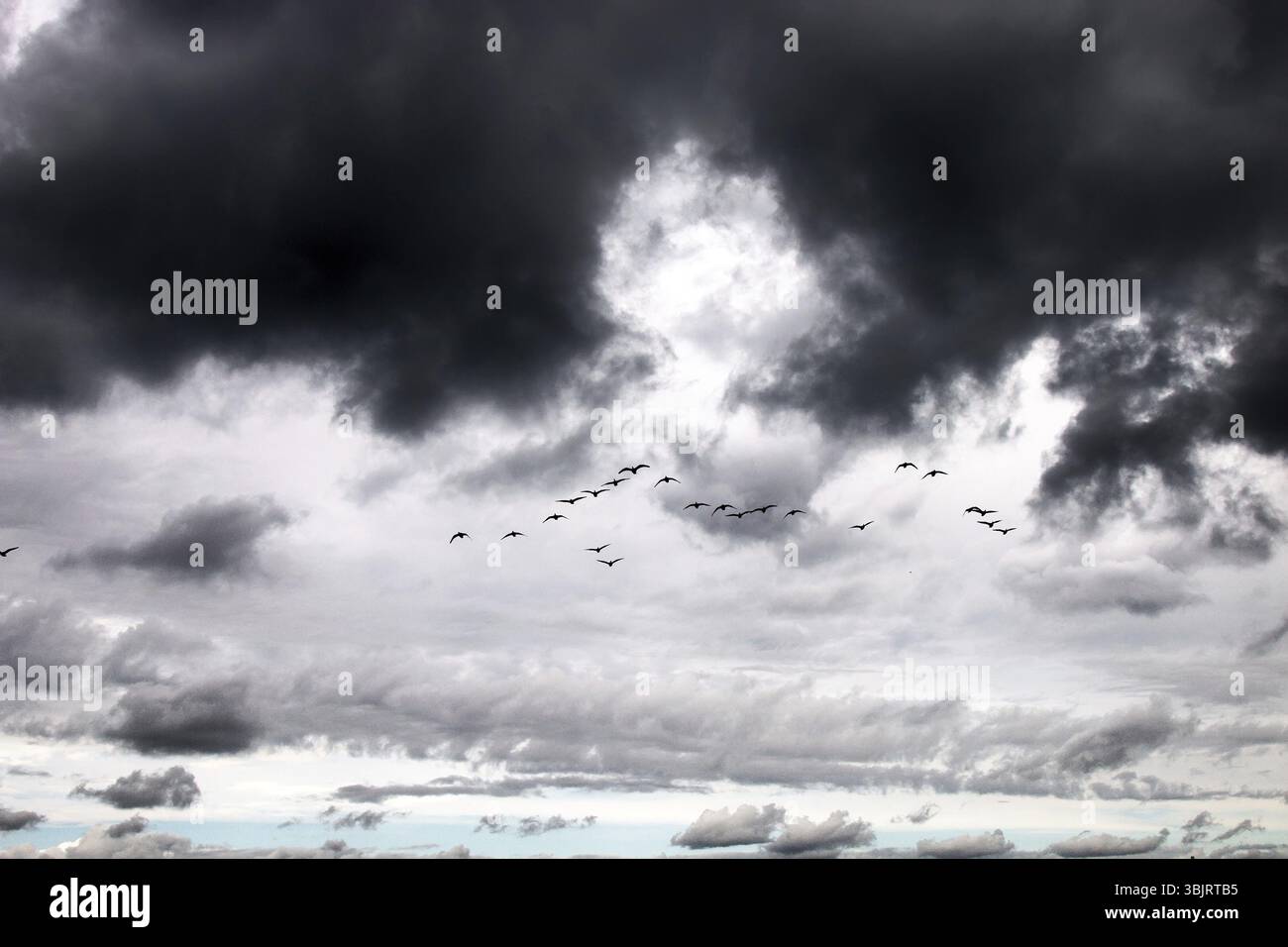 Gabriels Hunde. Zur Phänologie des Herbstlebens. Barnacle Gänsefliege South Wedge Pack (Knäuel) und traurige Schreie, Gänse bringen Traurigkeit ins Herz Stockfoto