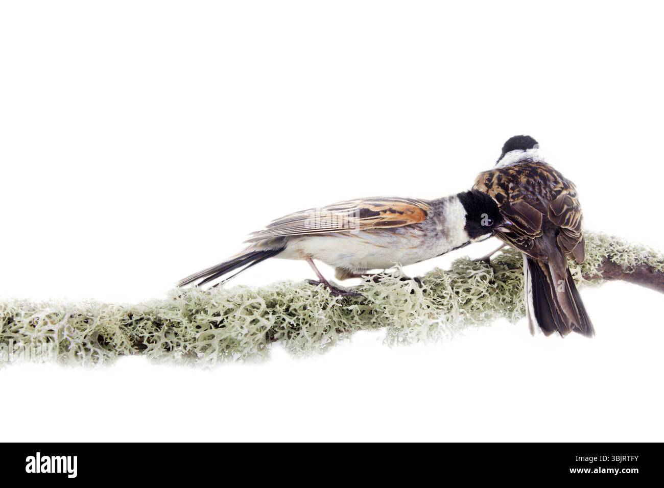 Kontrastierende zwei Vögel auf Zweig mit empfindlichen Flechten bedeckt. Im Stil der japanischen Malerei, a la Kitagawa Utamaro Animalität darstellt". Männer Reed Bunt Stockfoto