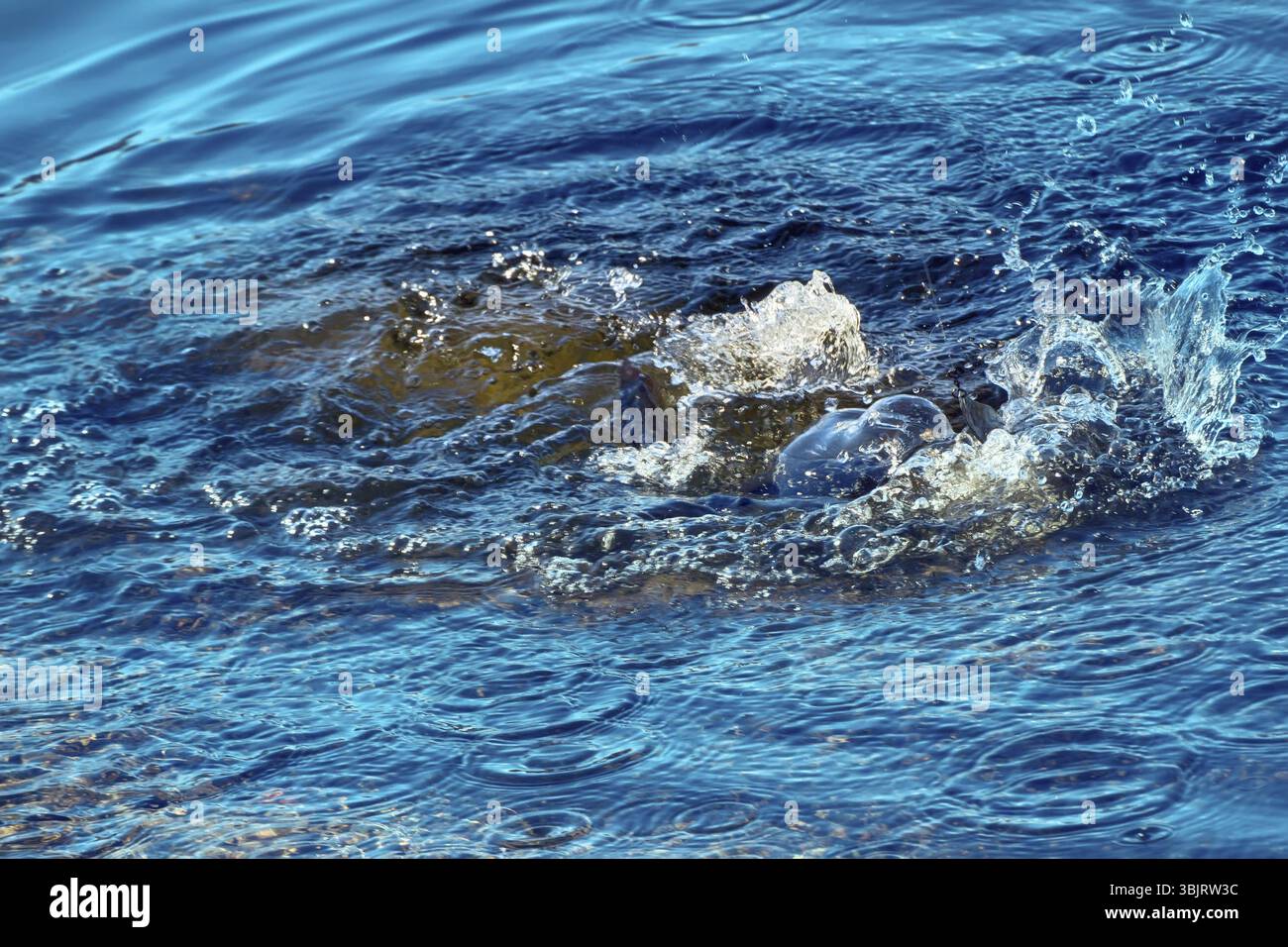 Äsche auf Köder gefangen, auf dem Hintergrund der Nördlichen Flüsse Stockfoto
