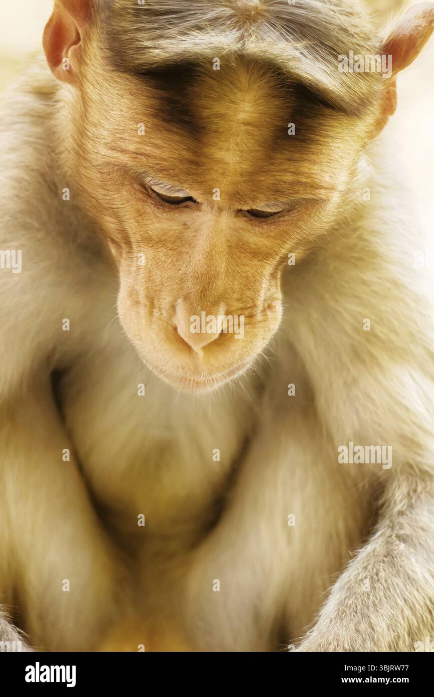 Mimik der Affen ähneln menschlichen. Unterhaltsame Porträts des indischen Affen Stockfoto