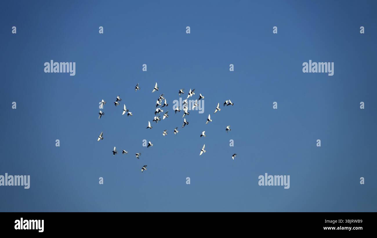 Romantischer Flug weißer Tauben, der Frieden auf die Erde bringt am blauen Himmel, wie er in Zeitlupe klassisch aussieht: Friedlicher Himmel. Frieden für die Welt! Le Stockfoto